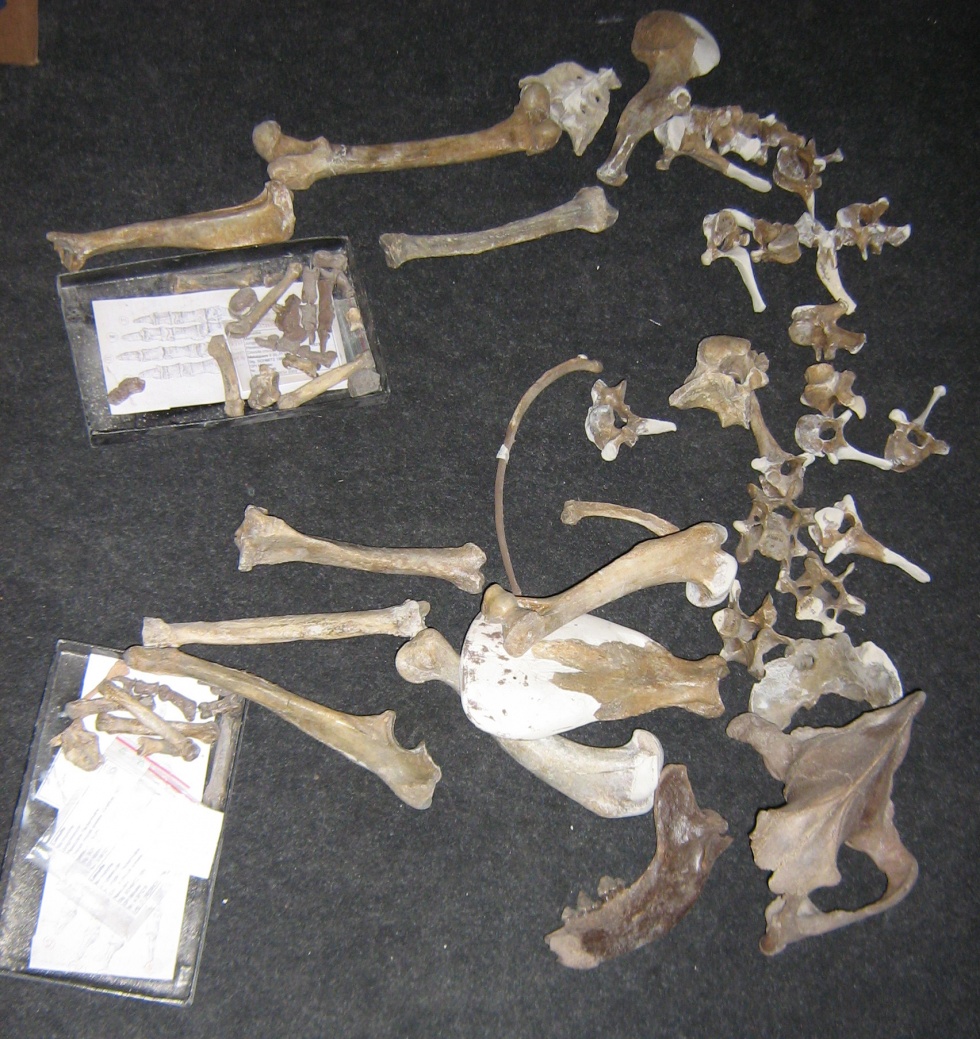 Skelett einer Höhlenhyäne Crocuta crocuta (Dr. Markus Bertling, Geomuseum der WWU Münster CC BY-NC-SA)