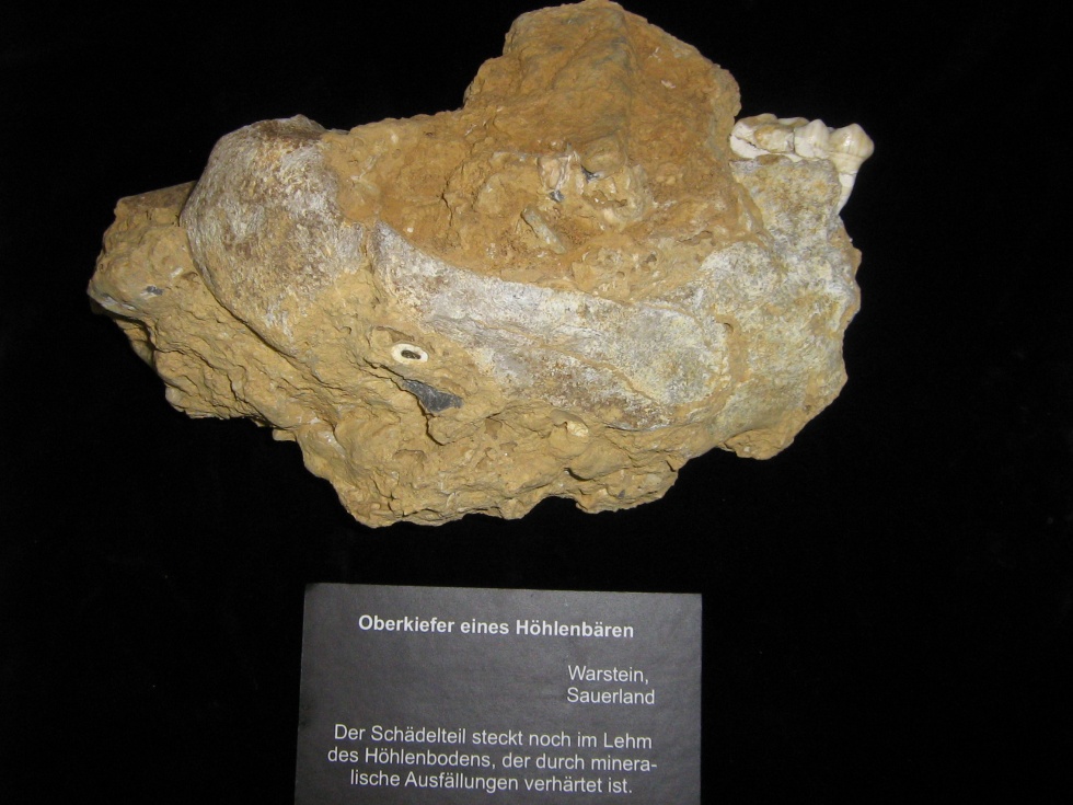 Oberkiefer des Höhlenbären Ursus spelaeus (Geomuseum der WWU Münster CC BY-NC-SA)