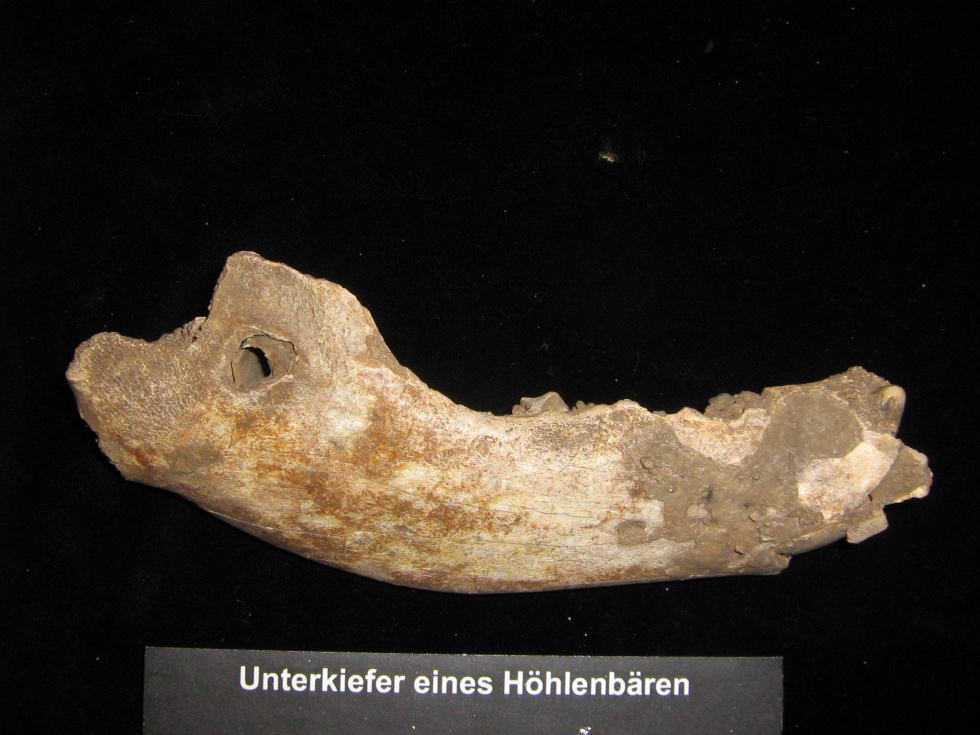 Unterkiefer des Höhlenbären Ursus spelaeus (Geomuseum der WWU Münster CC BY-NC-SA)