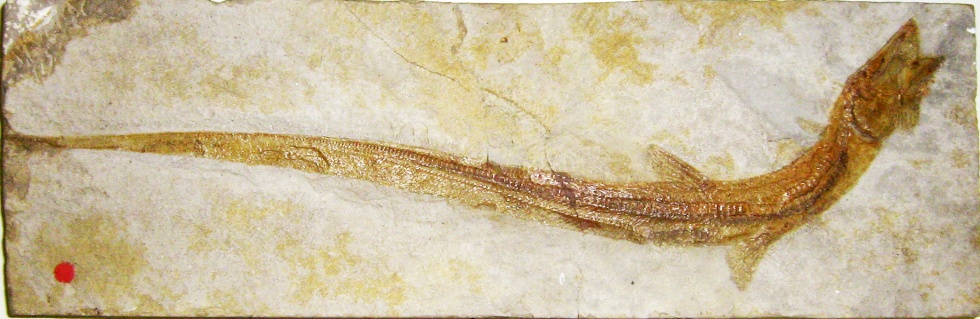 Echsenaal Echidnocephalus (Geomuseum der WWU Münster CC BY-NC-SA)