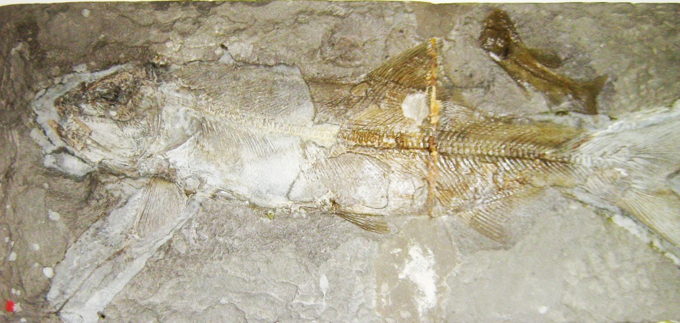 Tarpunartiger Fisch Dactylopogon (Geomuseum der WWU Münster CC BY-NC-SA)