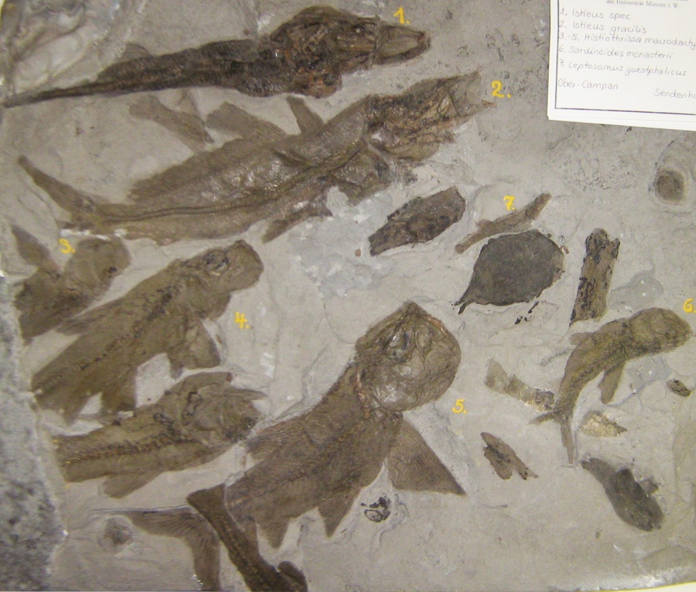 Platte mit mehreren Fisch-Arten (Geomuseum der WWU Münster CC BY-NC-SA)