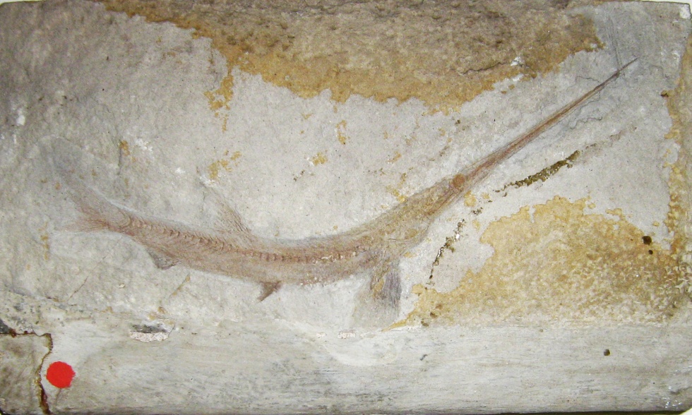 Eidechsenfischartiger Ichthyotringa (Geomuseum der WWU Münster CC BY-NC-SA)