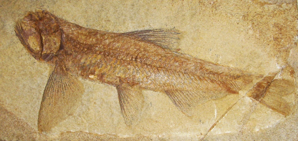 Laternenfisch Sardinioides (Geomuseum der WWU Münster CC BY-NC-SA)