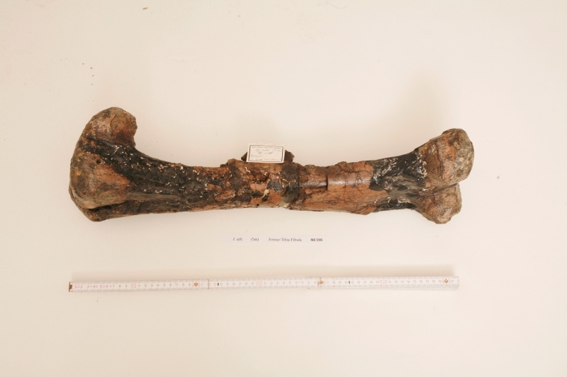 Bein eines Iguanodon (Geomuseum der WWU Münster CC BY-NC-SA)