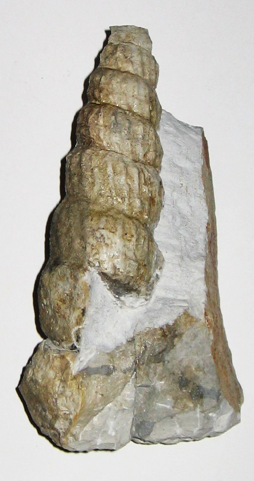 &quot;Ammonit&quot; Turrilites (Geomuseum der WWU Münster CC BY-NC-SA)