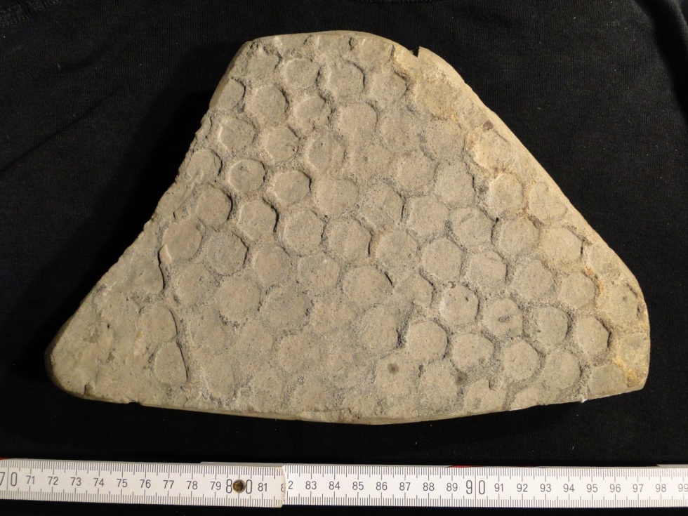 Glenodictyon hexagonum von der Marck (Dr. Markus Bertling, Geomuseum der WWU Münster CC BY-NC-SA)