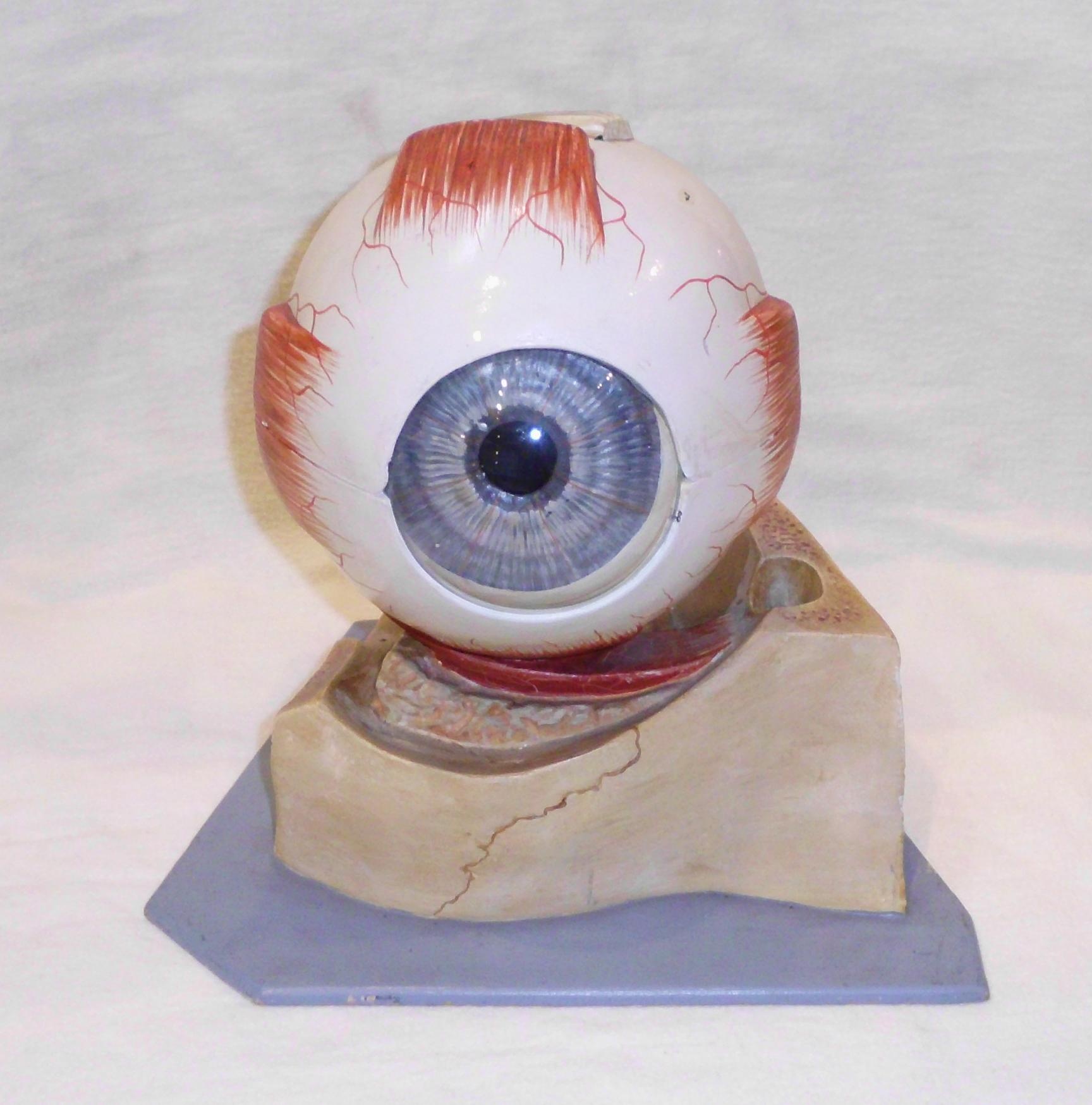 Modell des menschlichen Auges (DampfLandLeute - Museum Eslohe CC BY-NC-SA)