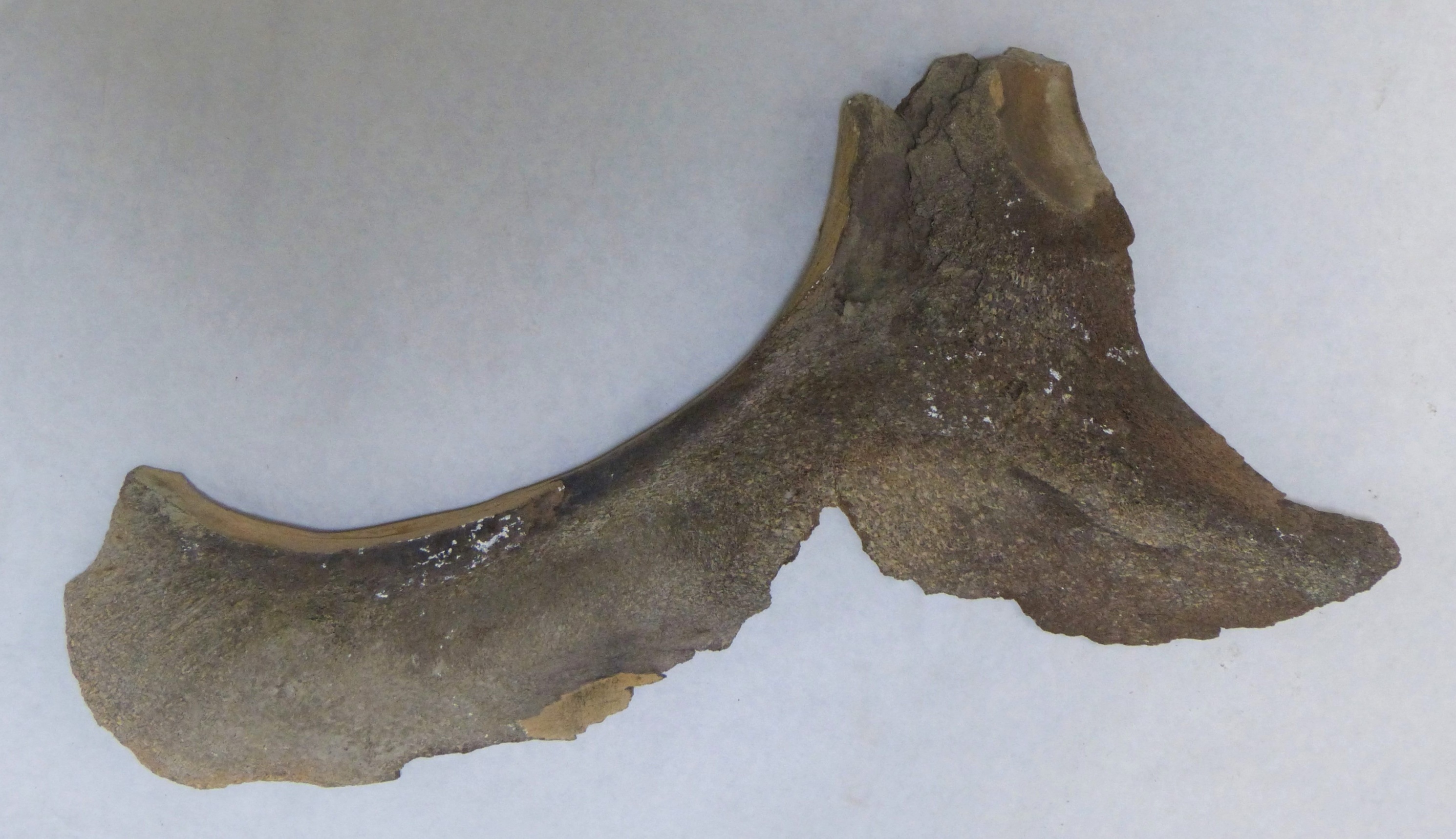 Fragment eines Backenknoches eines Wollhaarmammuts (Städt. Hellweg-Museum Geseke CC BY-NC-SA)