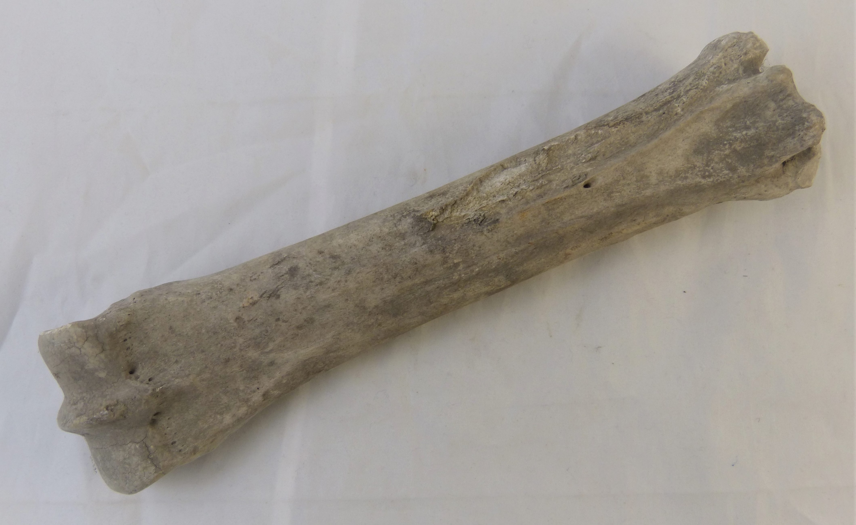 Mittelhandknochen eines Perdes (Städt. Hellweg-Museum Geseke CC BY-NC-SA)