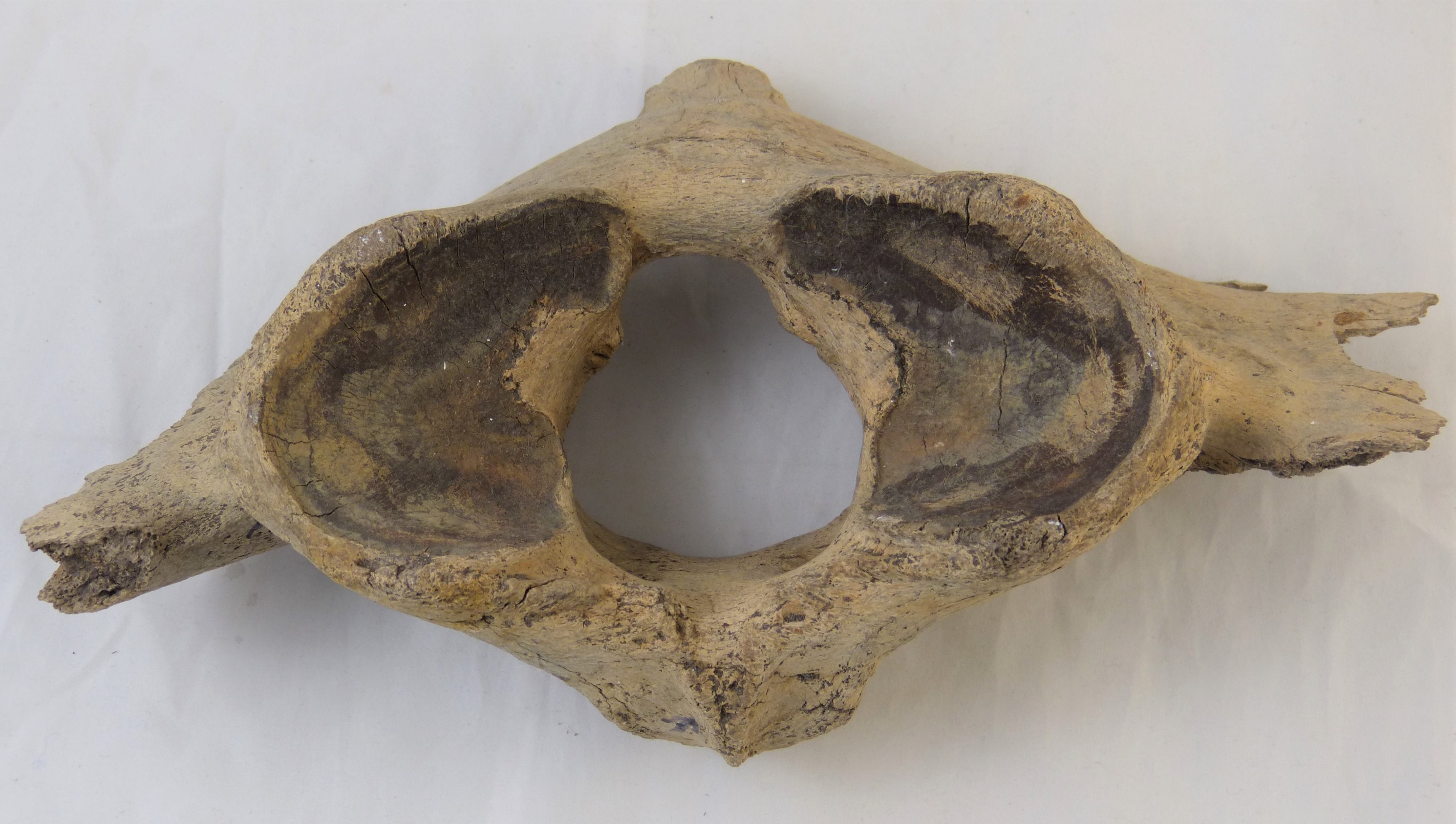 Halswirbel eines Wollnashorns (Städt. Hellweg-Museum Geseke CC BY-NC-SA)