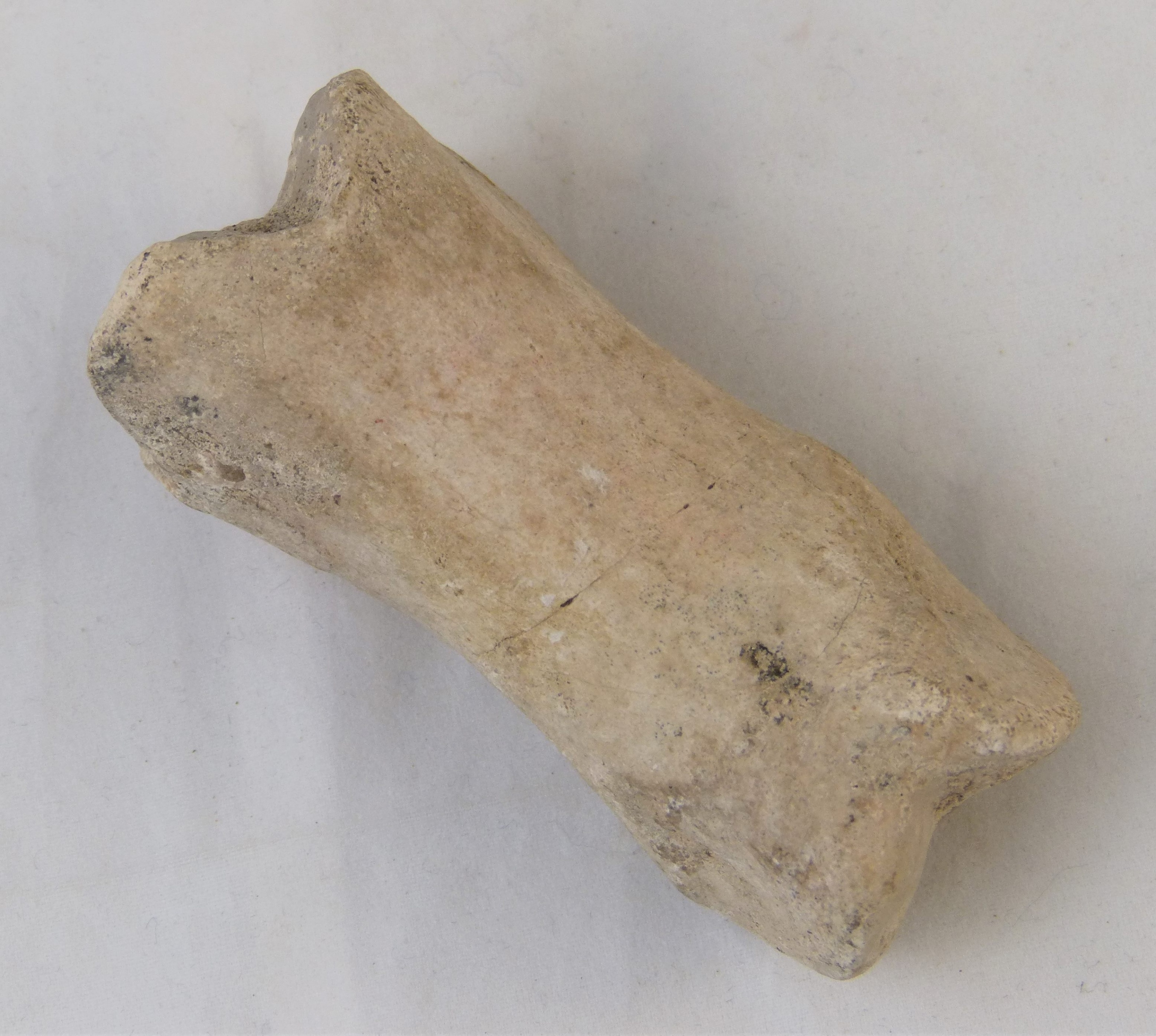 Handknochen eines Rindes (Städt. Hellweg-Museum Geseke CC BY-NC-SA)