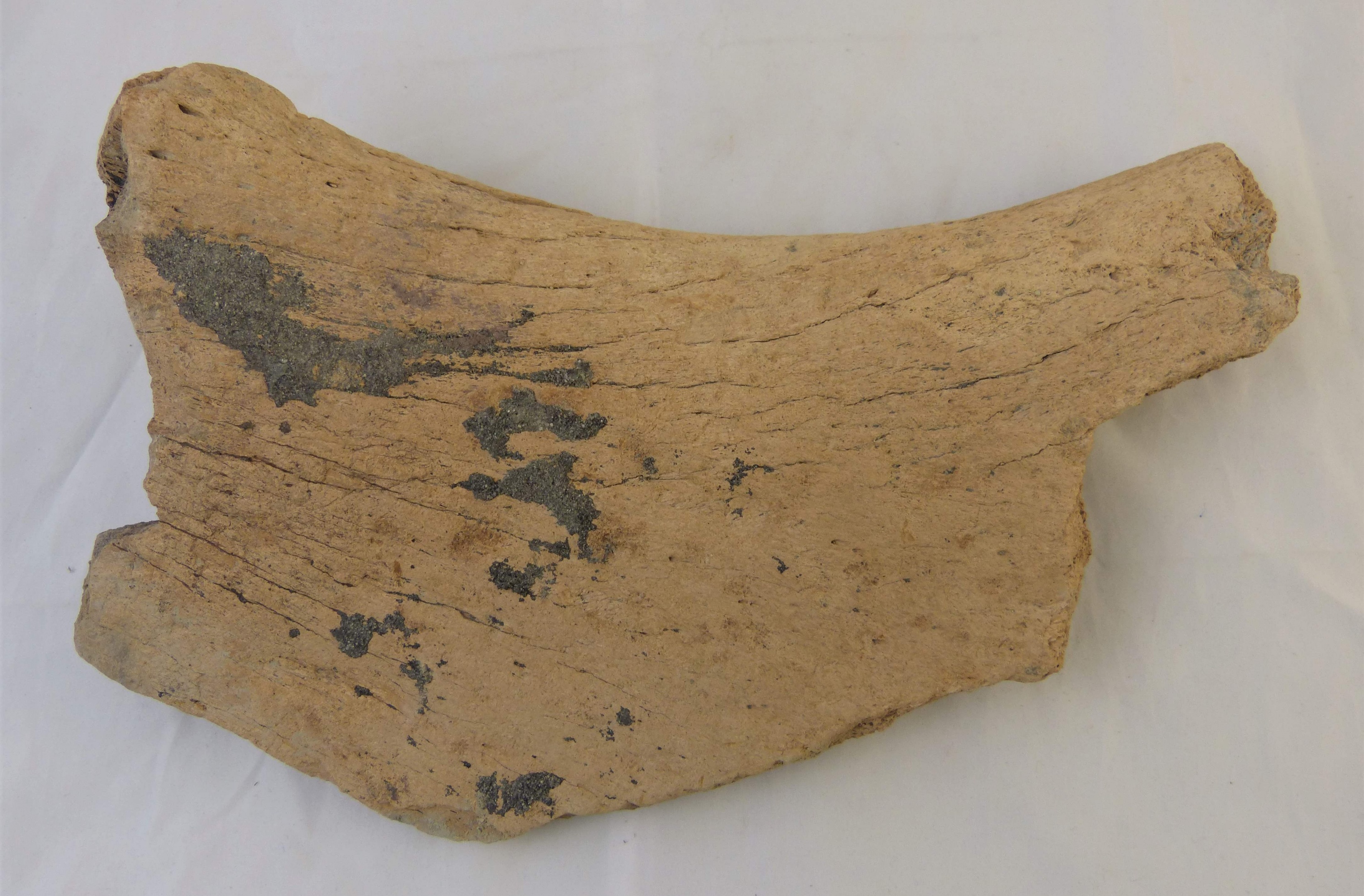 Beckenknochenfragment eines Wollhaarmammuts (Städt. Hellweg-Museum Geseke CC BY-NC-SA)