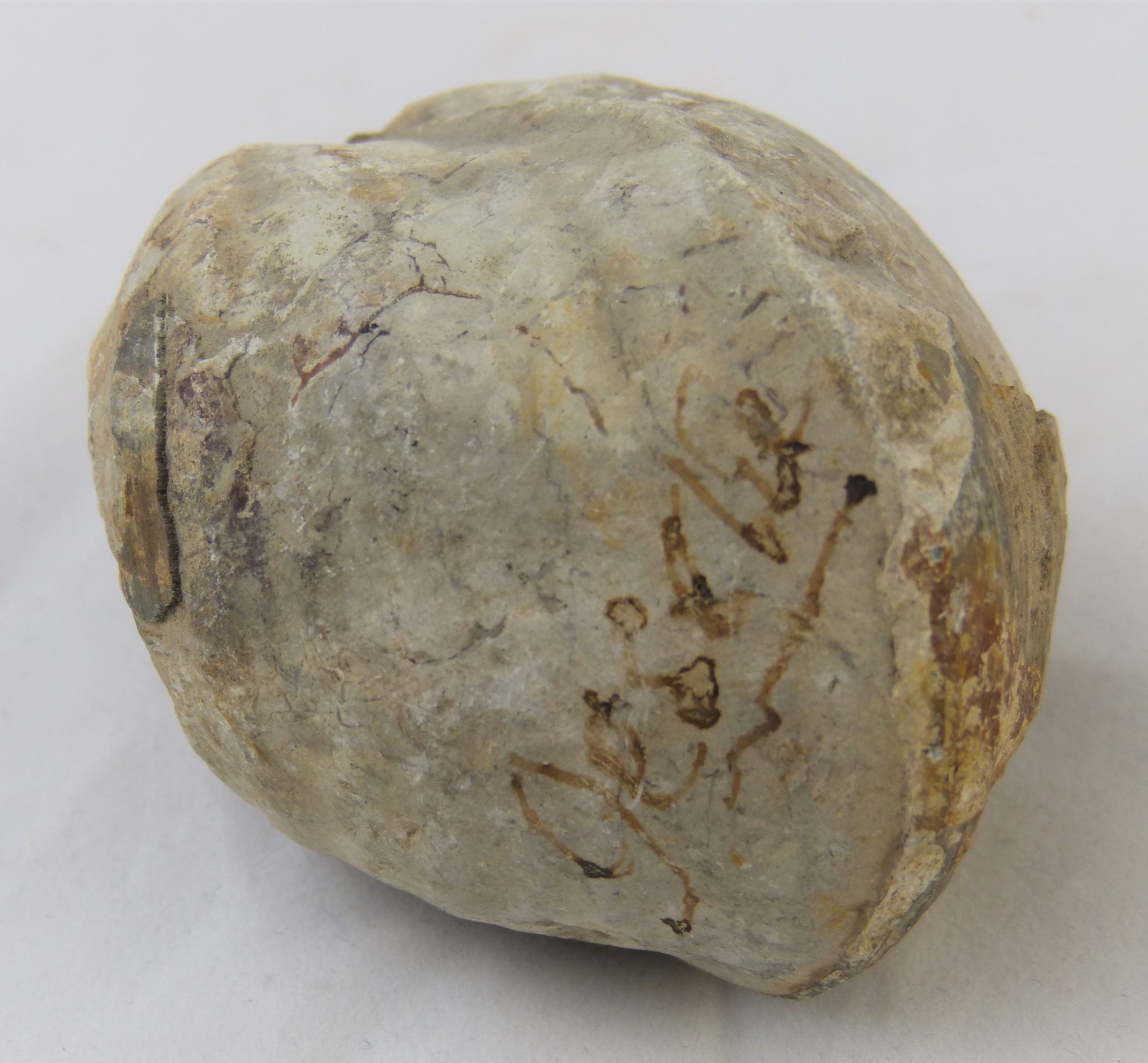 Steinkern eines Armfüßers (Brachiopode) (Städt. Hellweg-Museum Geseke CC BY-NC-SA)