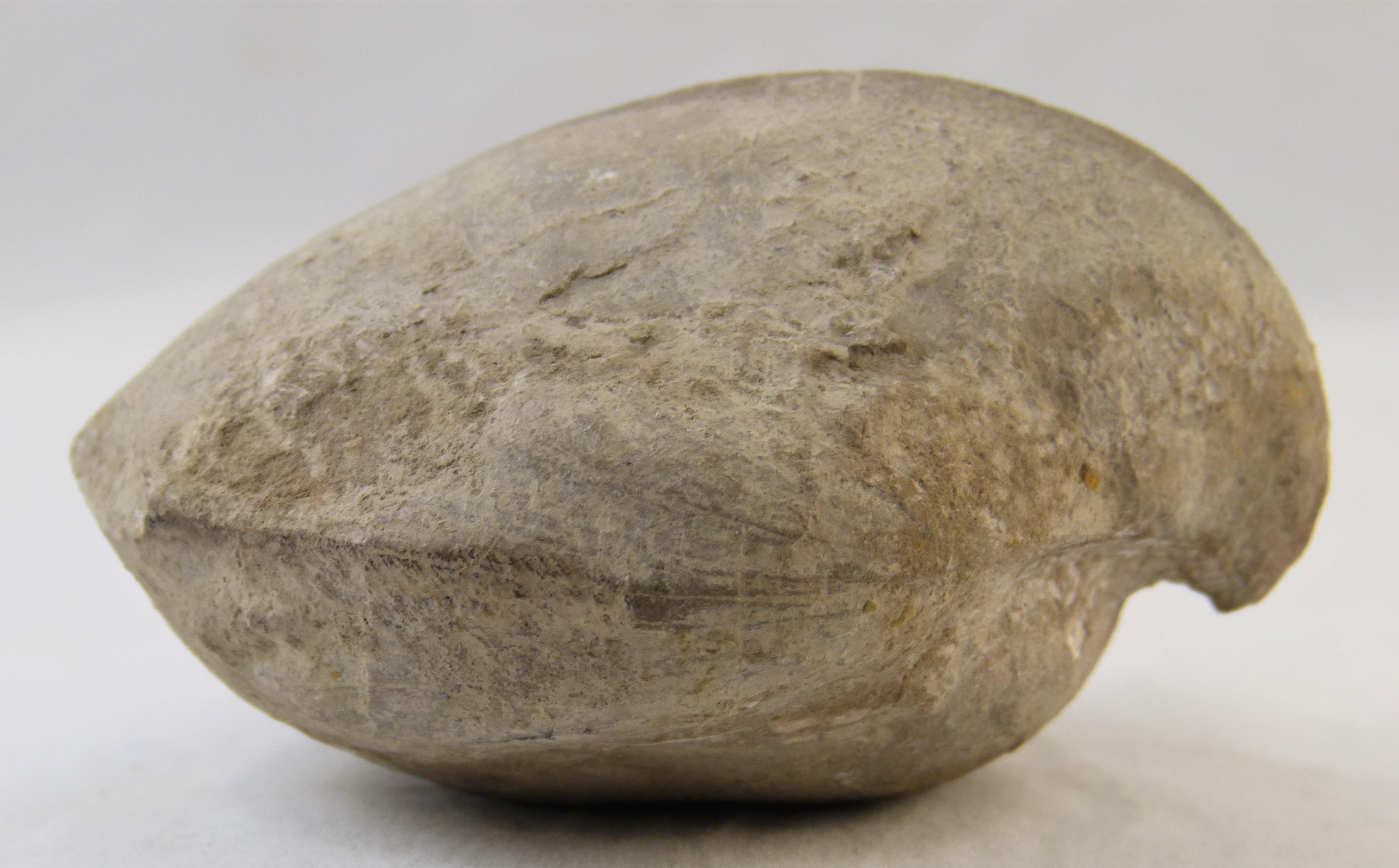 Steinkern eines Armfüßers (Brachiopode) (Städt. Hellweg-Museum Geseke CC BY-NC-SA)