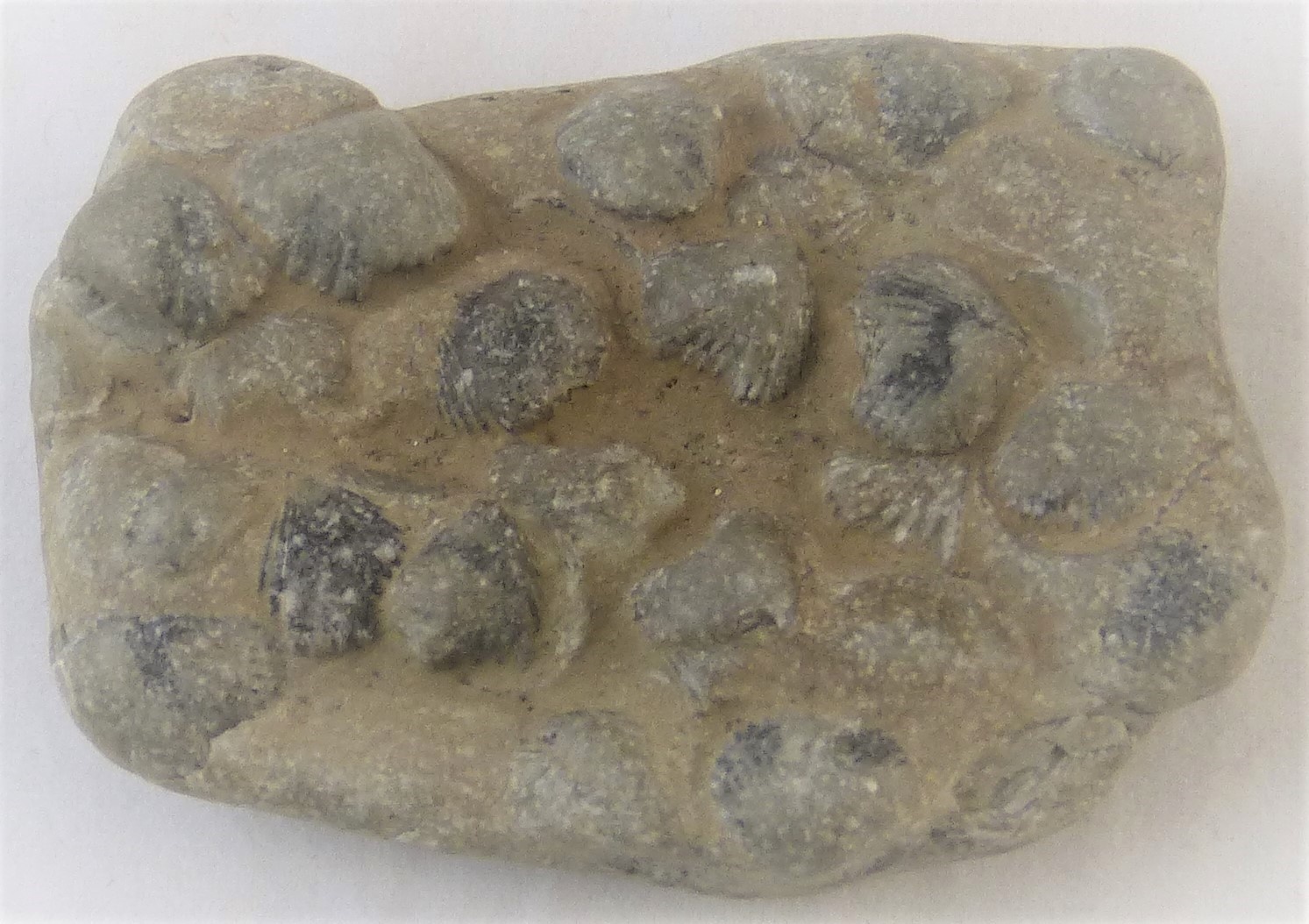 Steinkern einer Ansammlung von Armfüßern (Brachiopode) (Städt. Hellweg-Museum Geseke CC BY-NC-SA)