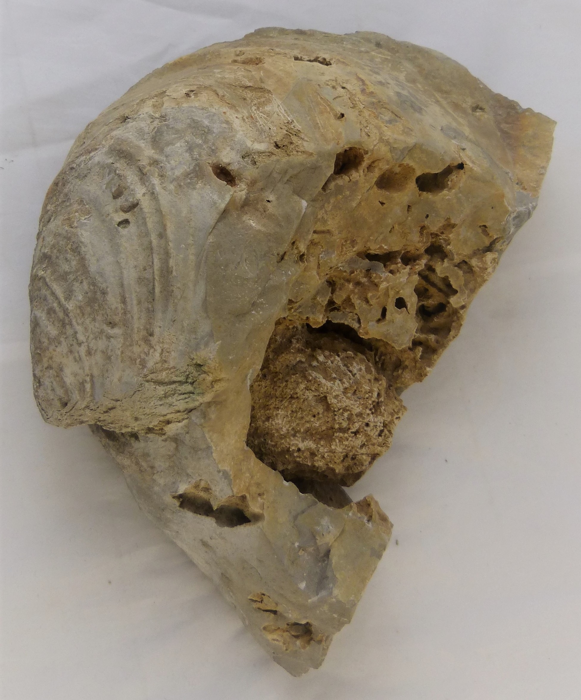 Schwamm (Porifera) in einer Muschel (Inoceramus) (Städt. Hellweg-Museum Geseke CC BY-NC-SA)