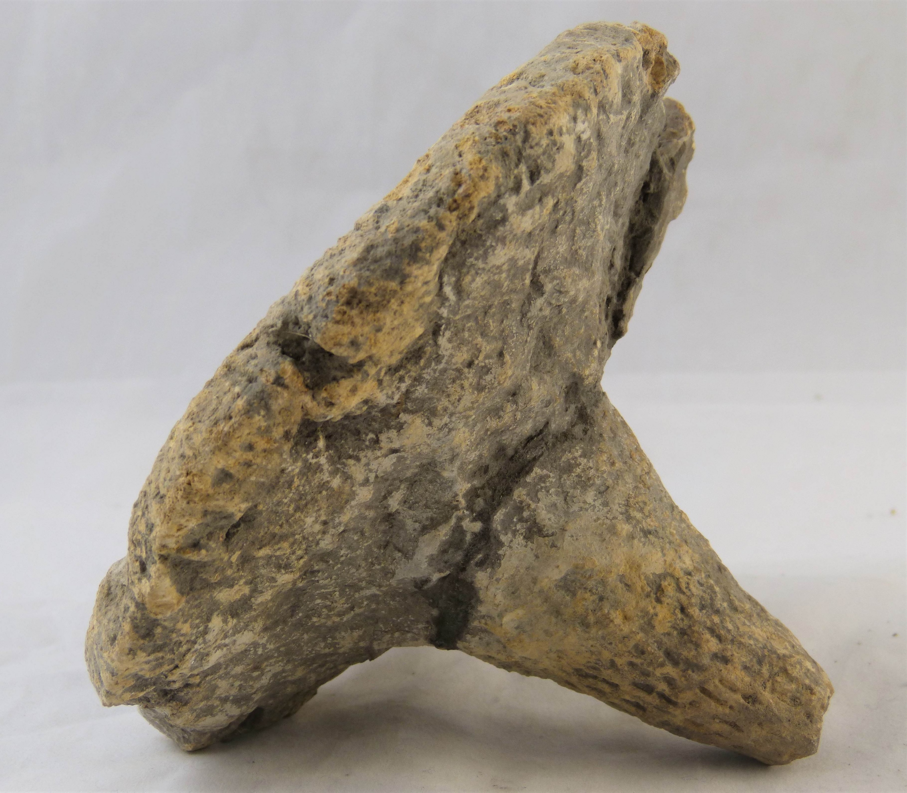 Steinkern eines Kieselschwammes (Porifera) (Städt. Hellweg-Museum Geseke CC BY-NC-SA)