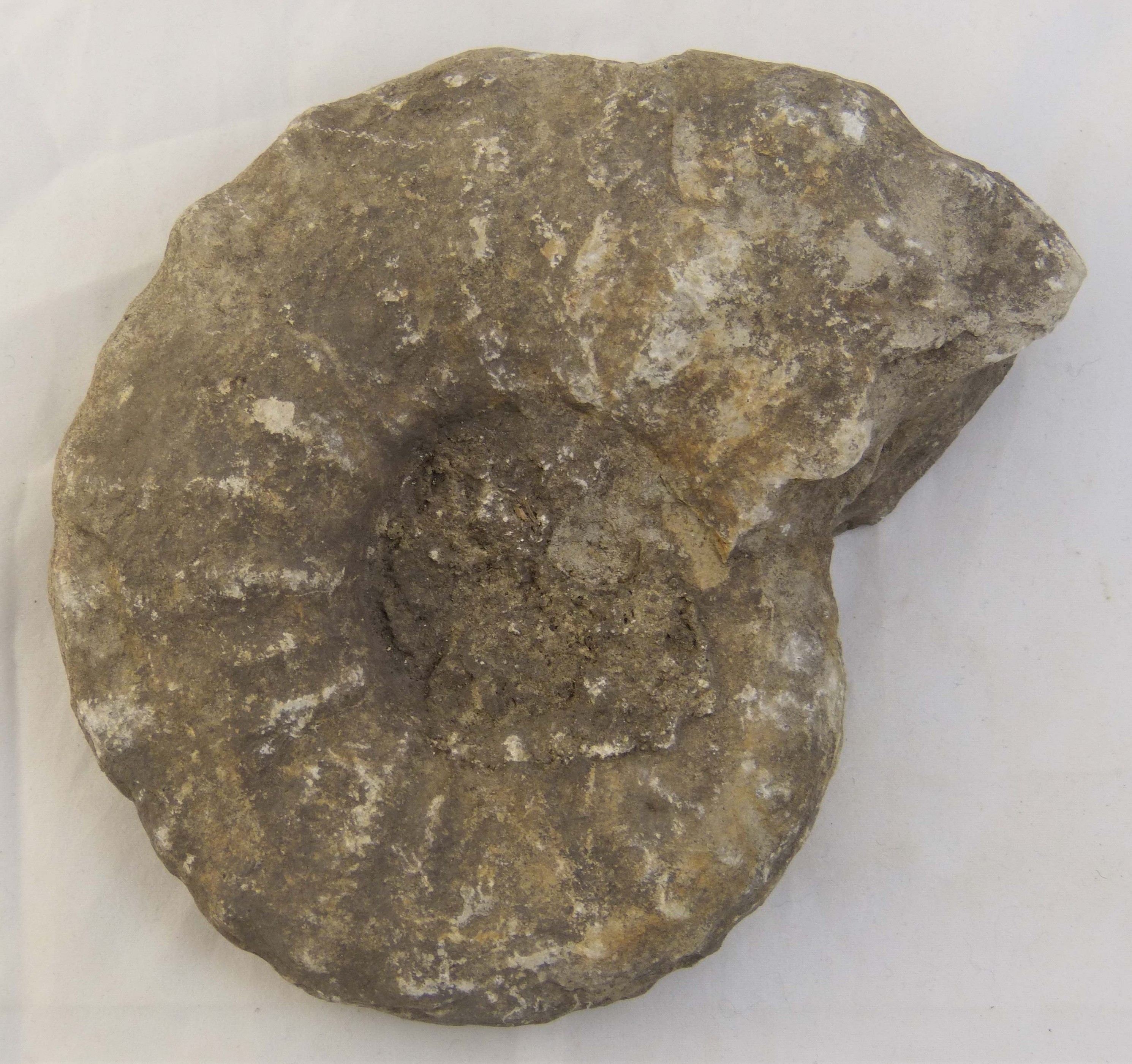 Ammonit (Ammonoidea, Tragodesmoceavas spec.) (Städt. Hellweg-Museum Geseke CC BY-NC-SA)