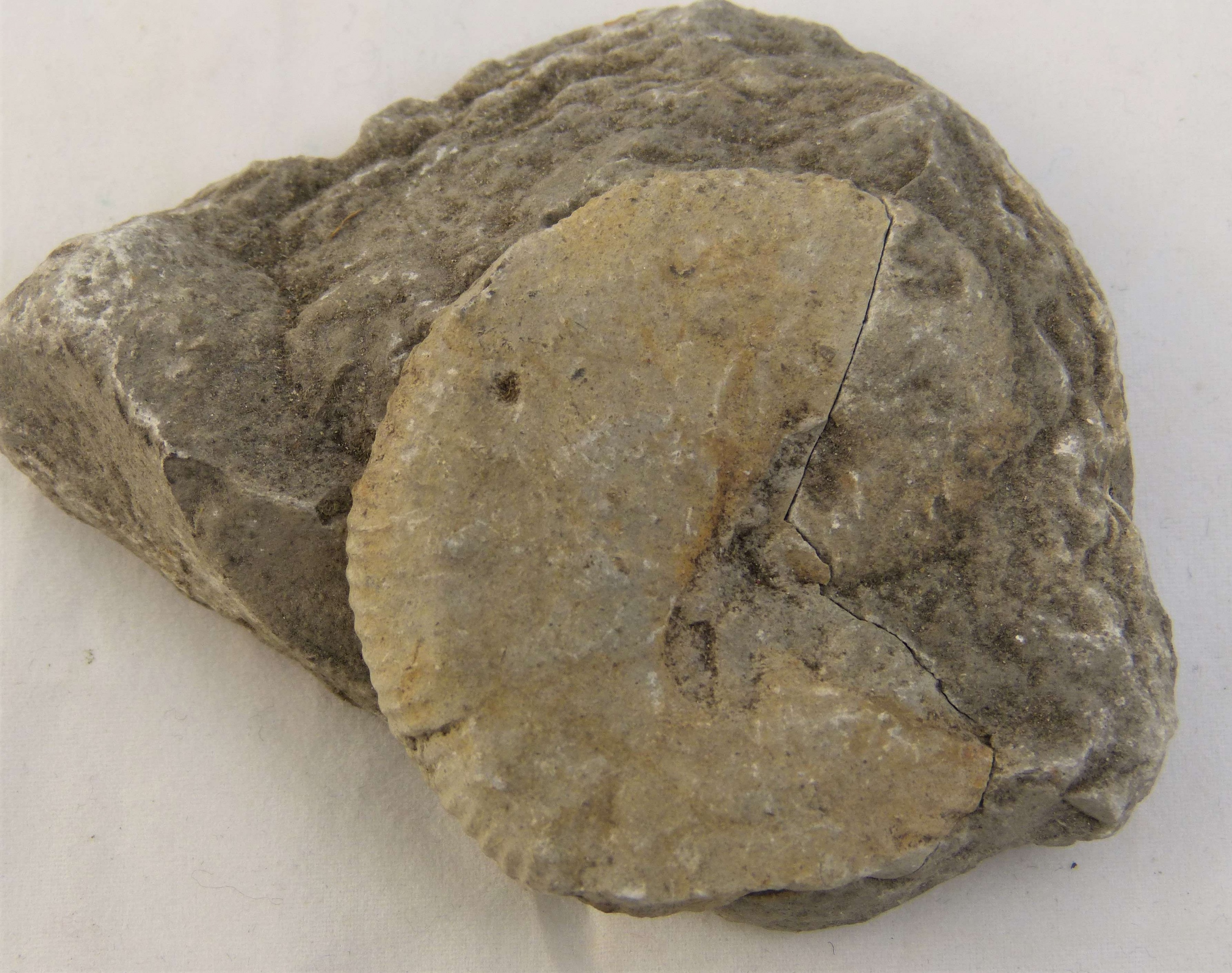 Hakenammonit (Ammonoidea, Scaphites geinitzi) (Städt. Hellweg-Museum Geseke CC BY-NC-SA)