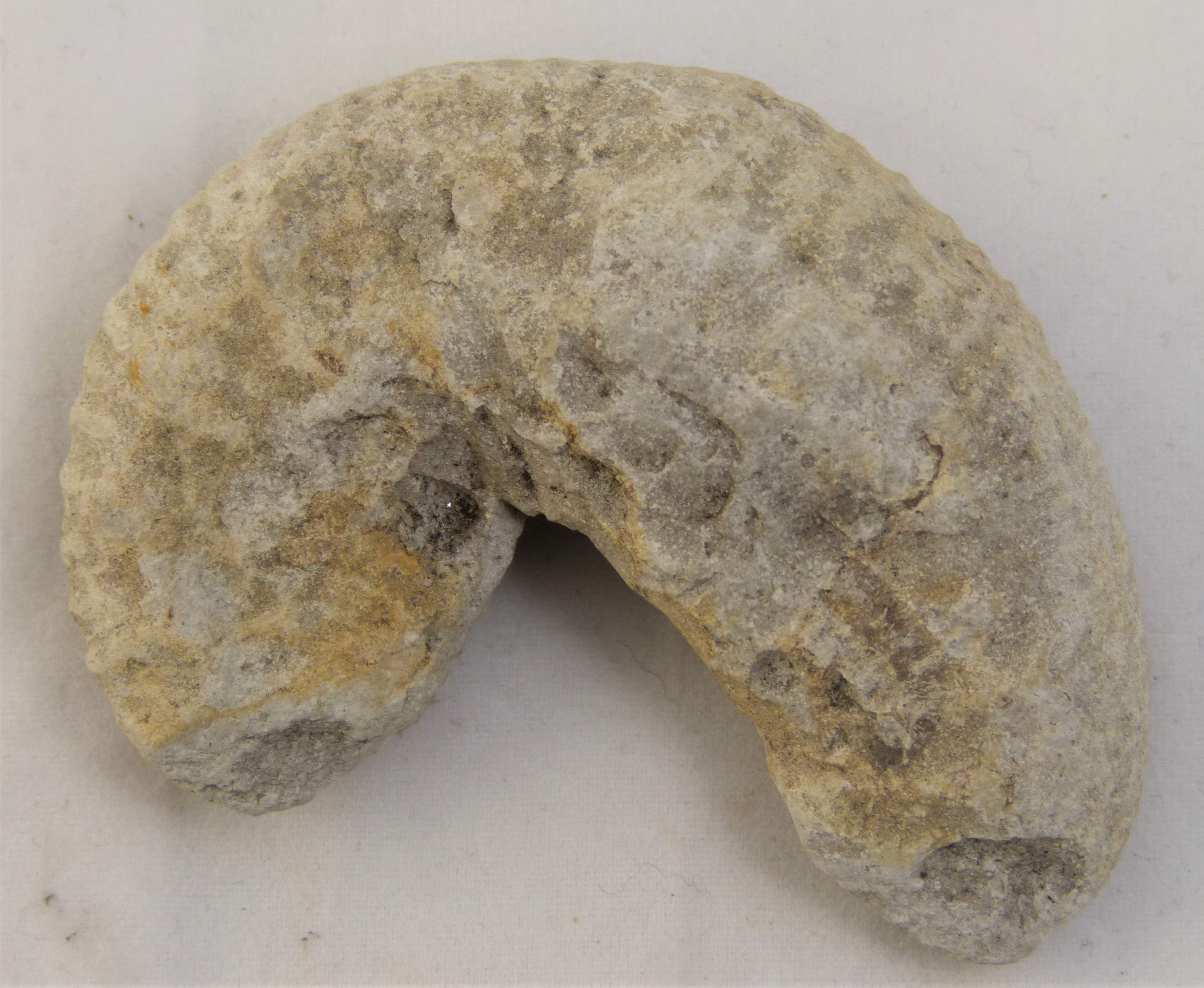 Hakenammonit (Ammonoidea, Scaphites geinitzi) (Städt. Hellweg-Museum Geseke CC BY-NC-SA)