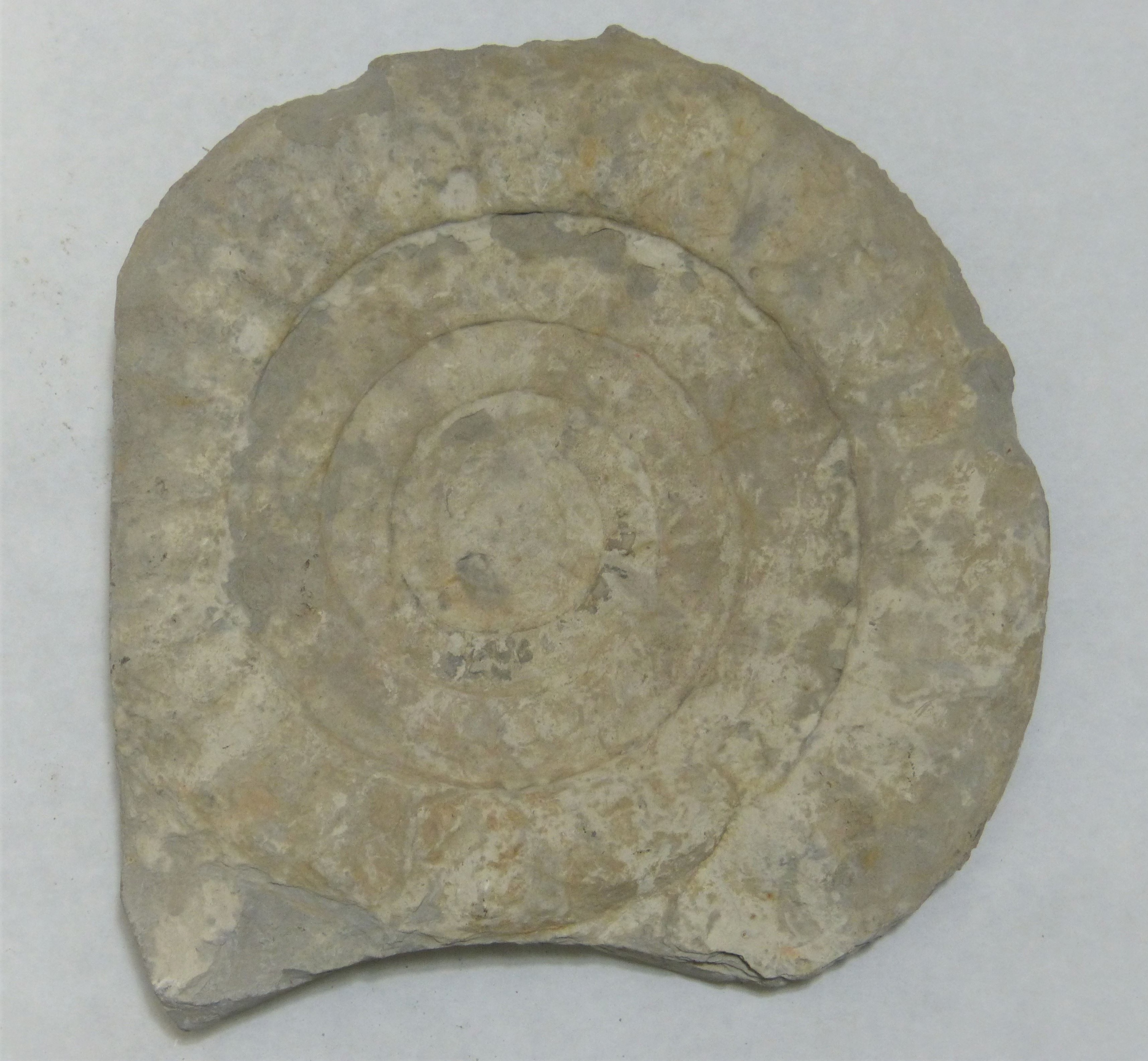 Ammonit (Ammonoidea, Peroniceras subtricarinetum) (Städt. Hellweg-Museum Geseke CC BY-NC-SA)