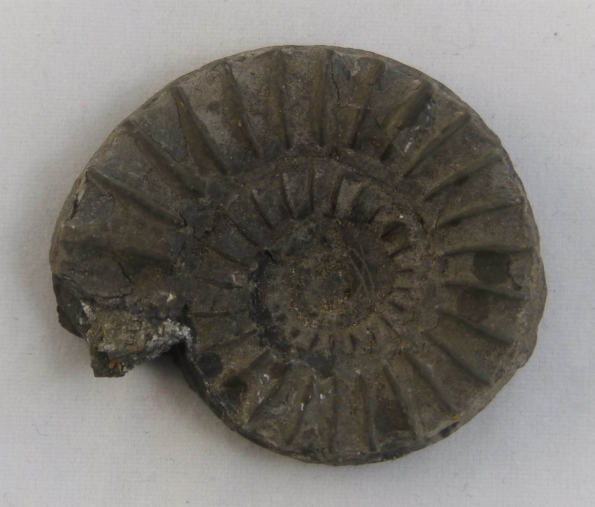 Ammonit (Ammonoidea) (Städt. Hellweg-Museum Geseke CC BY-NC-SA)