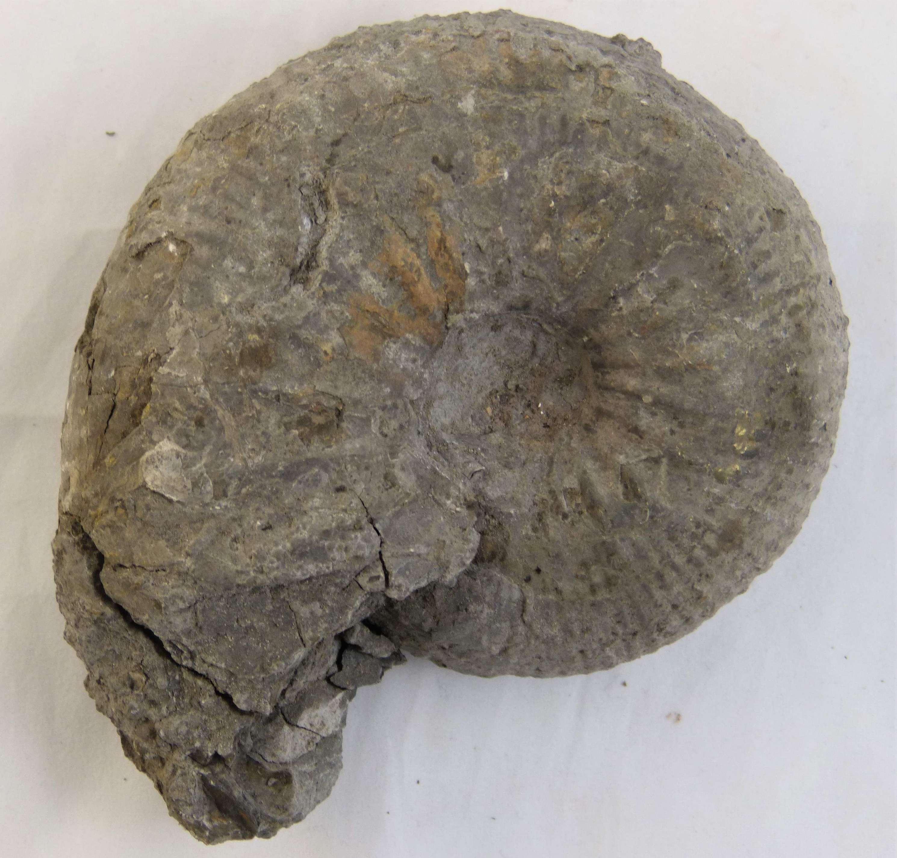 Ammonit (Ammonoidea) (Städt. Hellweg-Museum Geseke CC BY-NC-SA)