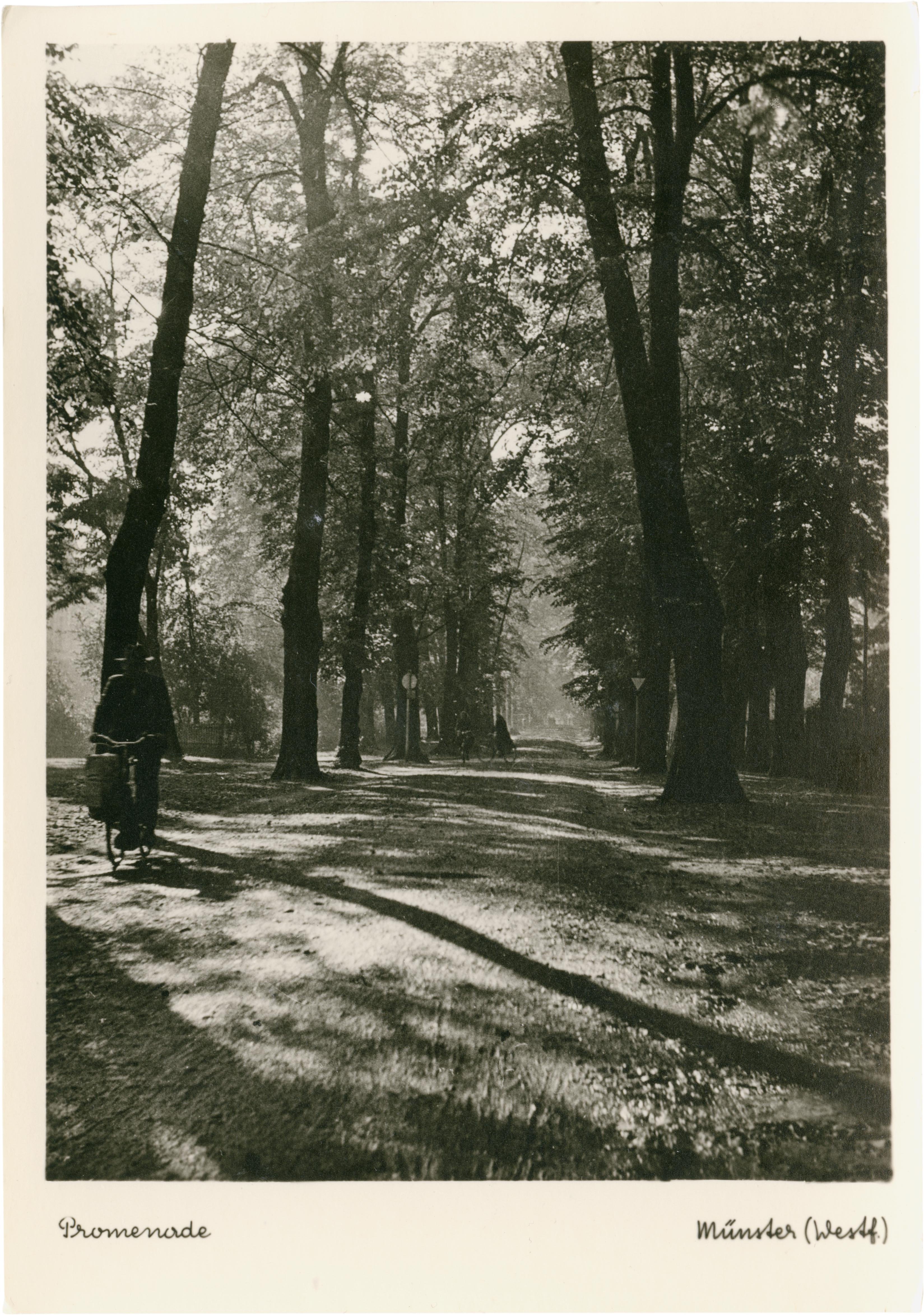 Postkarte: Alter Baumbestand an der Promenade (Stadtmuseum Münster CC BY-NC-SA)
