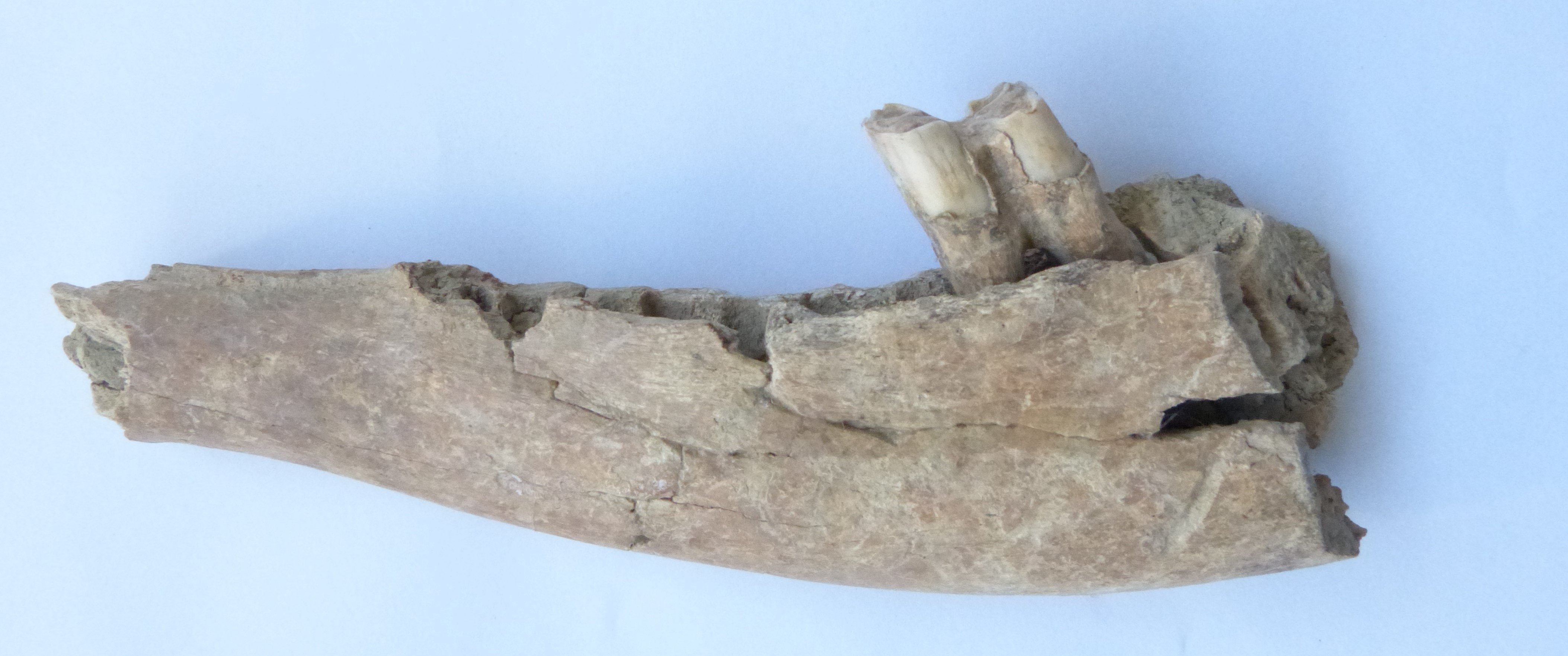 Unterkieferknochen eines Rothirsches (Städt. Hellweg-Museum Geseke CC BY-NC-SA)
