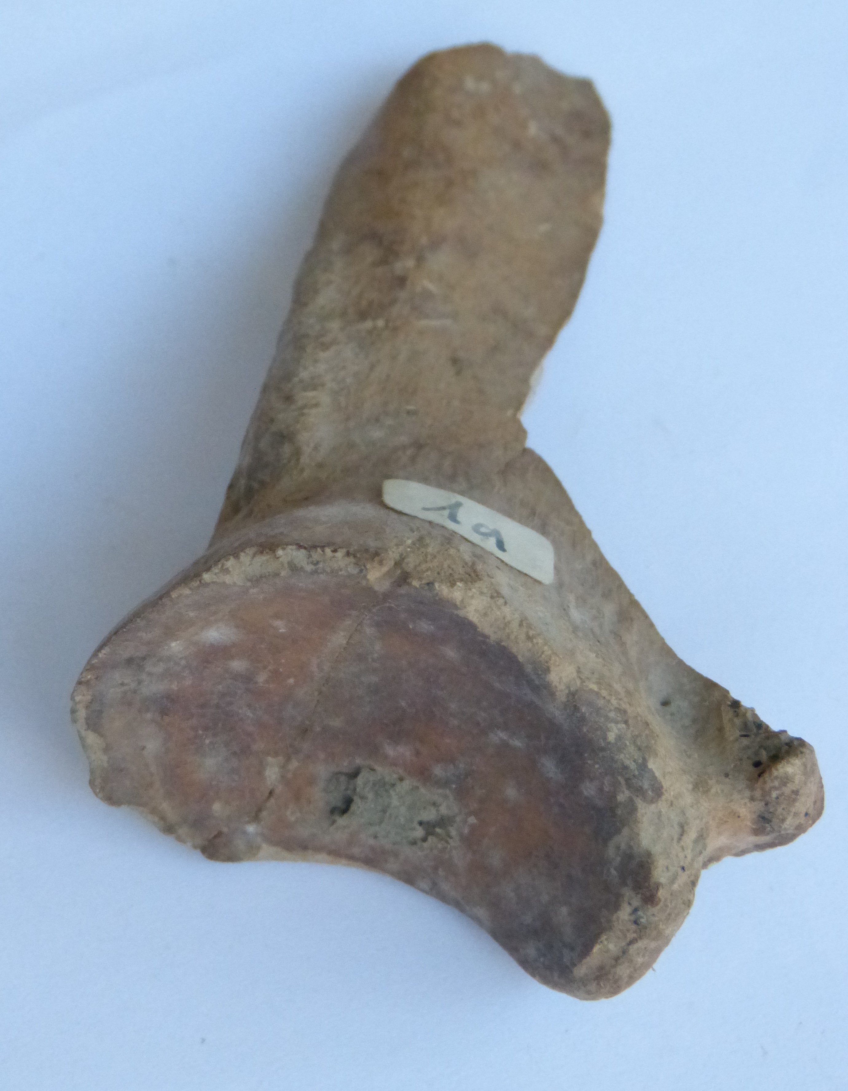 Fragment eines Knochens (Städt. Hellweg-Museum Geseke CC BY-NC-SA)