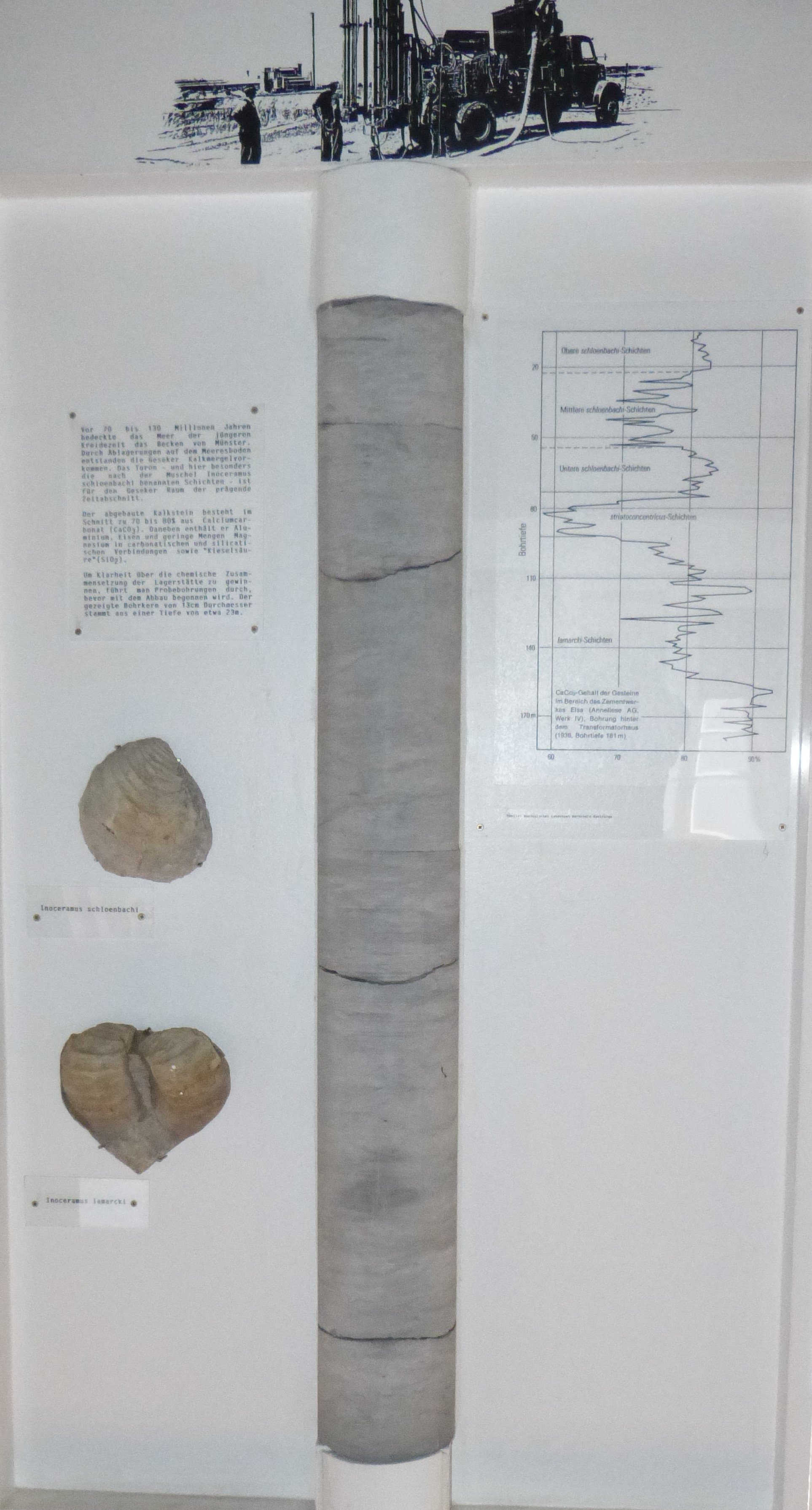 Bohrkern aus Kalkstein (Städt. Hellweg-Museum Geseke CC BY-NC-SA)