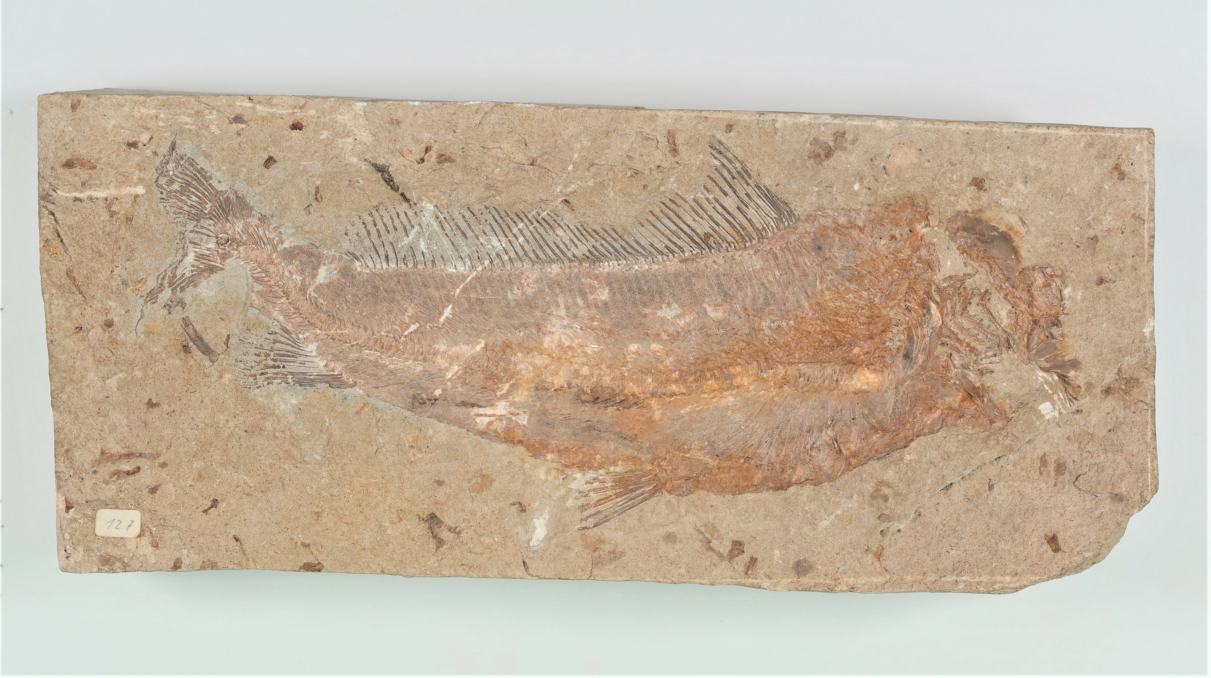 Fisch (Euchodontidae Isterus) (Drilandmuseum CC BY-NC-SA)