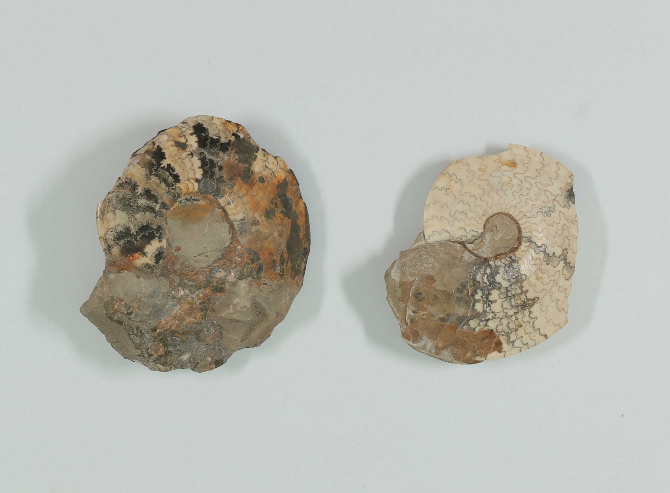 Ammoniten (Platilenticeras latum) (Drilandmuseum CC BY-NC-SA)