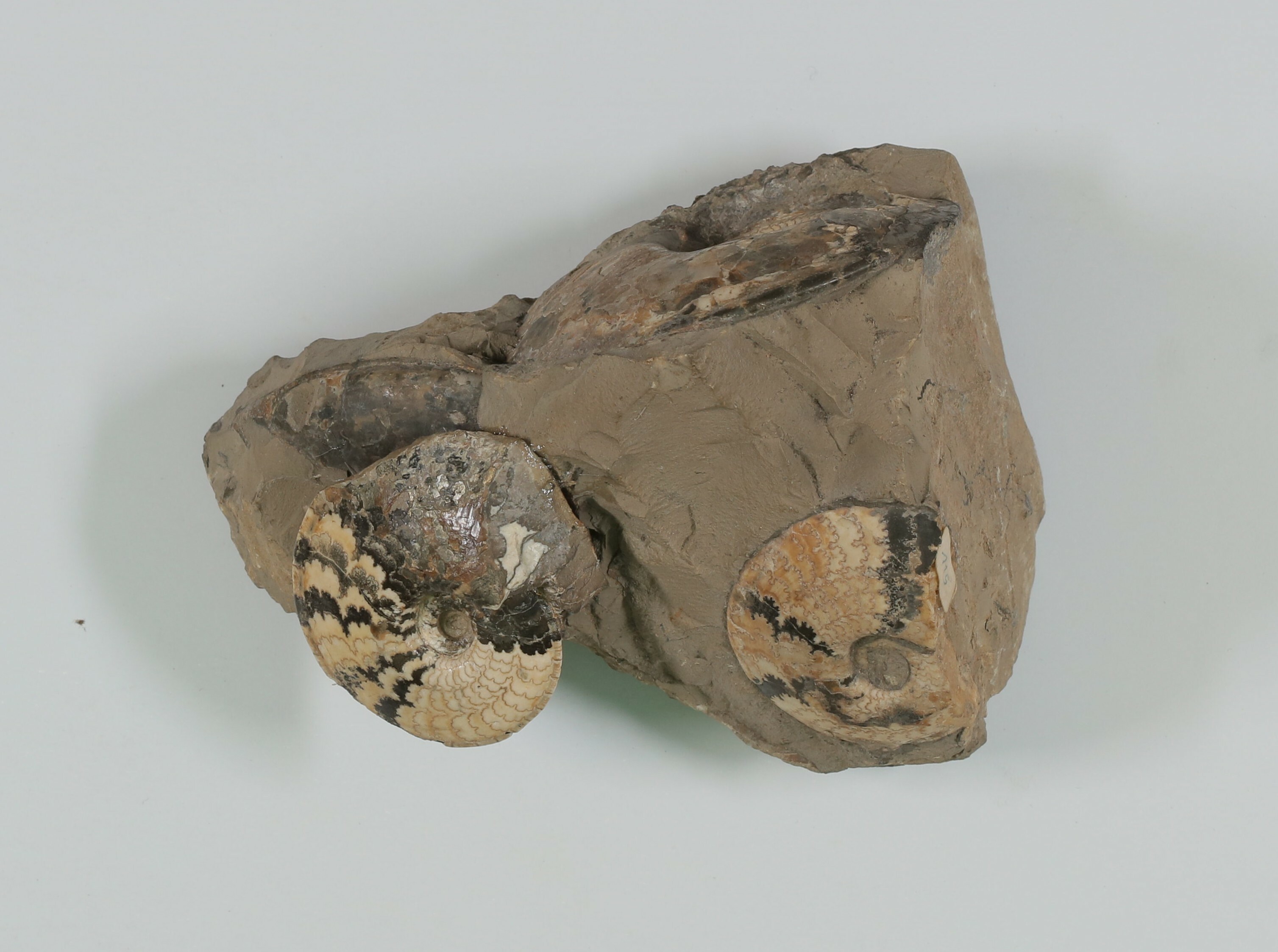 Ammoniten (Platilenticeras latum) (Drilandmuseum CC BY-NC-SA)