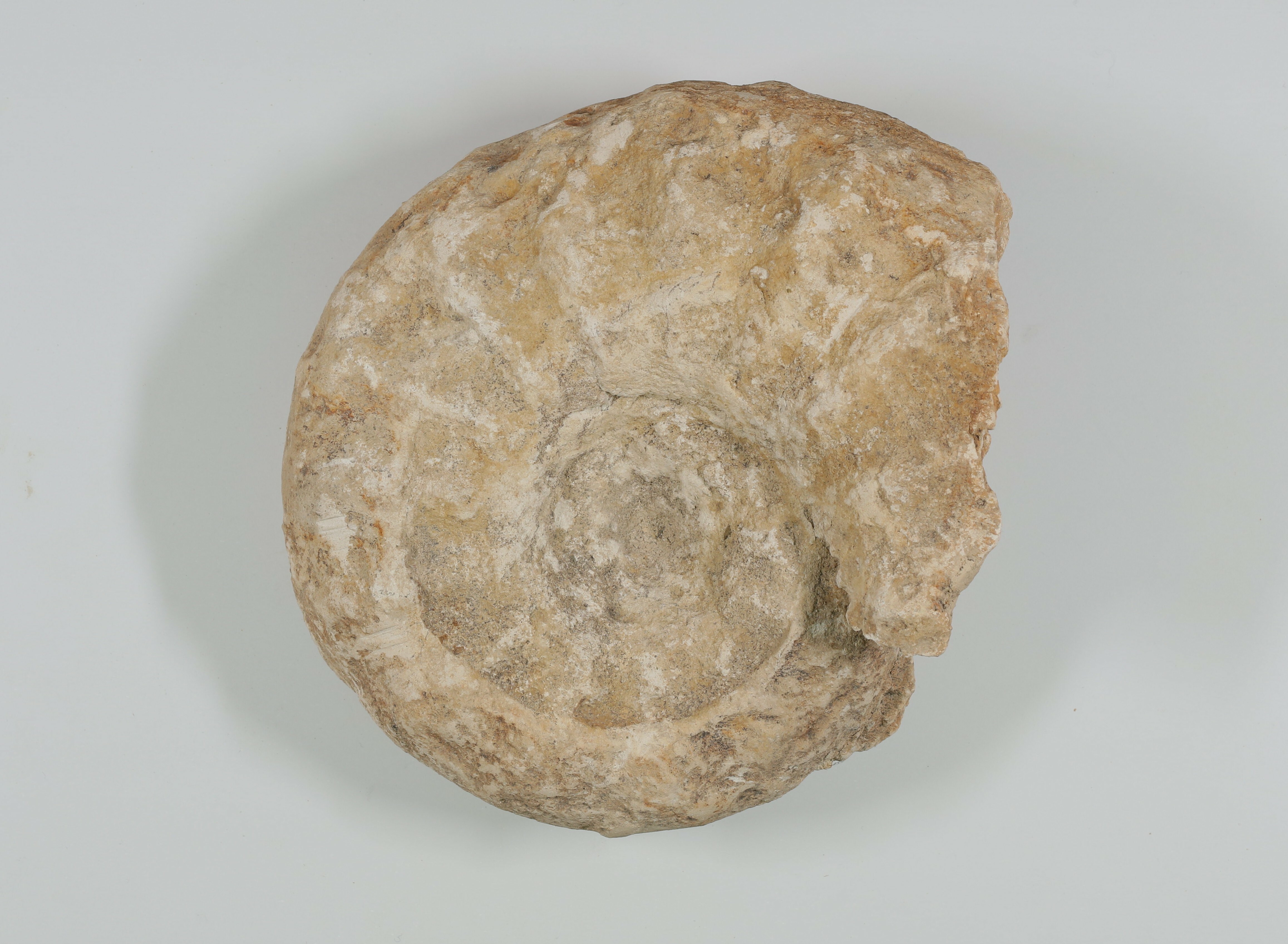 Ammonit (Drilandmuseum CC BY-NC-SA)