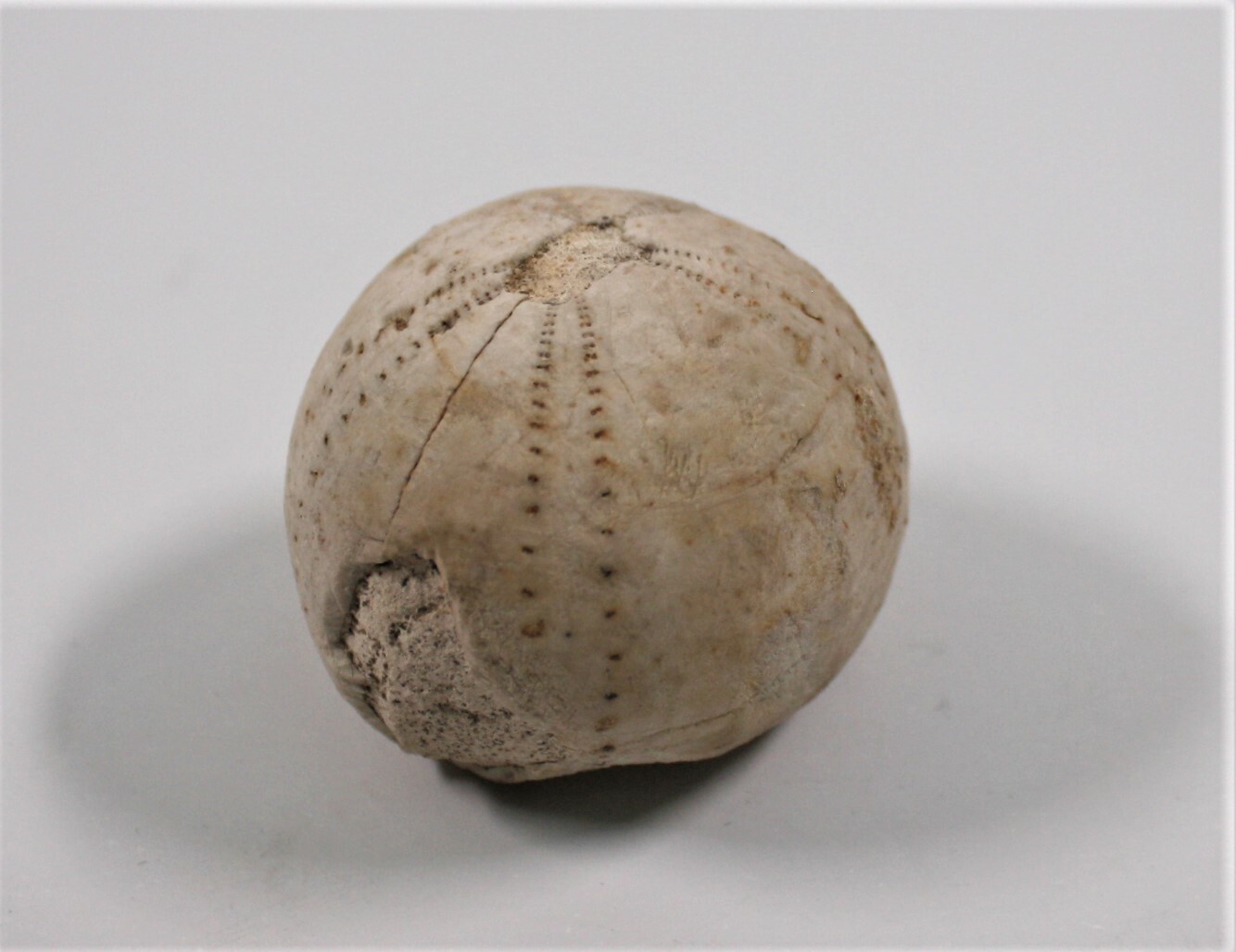 Seeigel (Echinocorys gravesi) (Drilandmuseum CC BY-NC-SA)