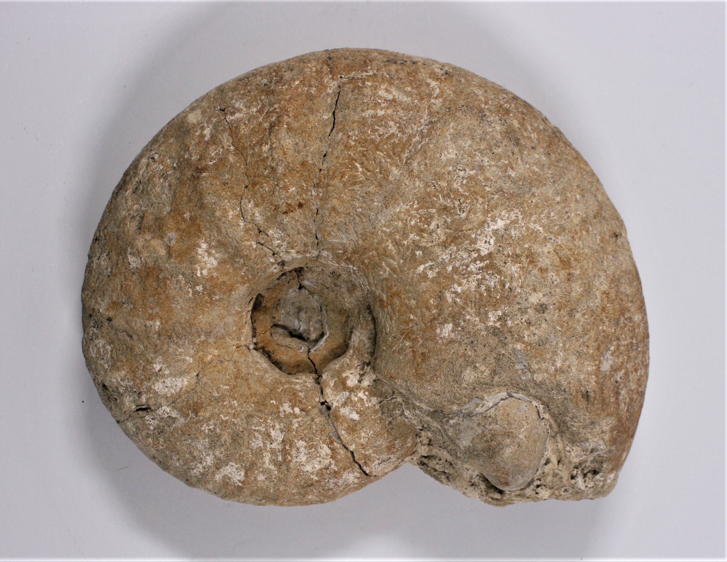 Ammonit (Pachydiscus Koeneni) (Drilandmuseum CC BY-NC-SA)