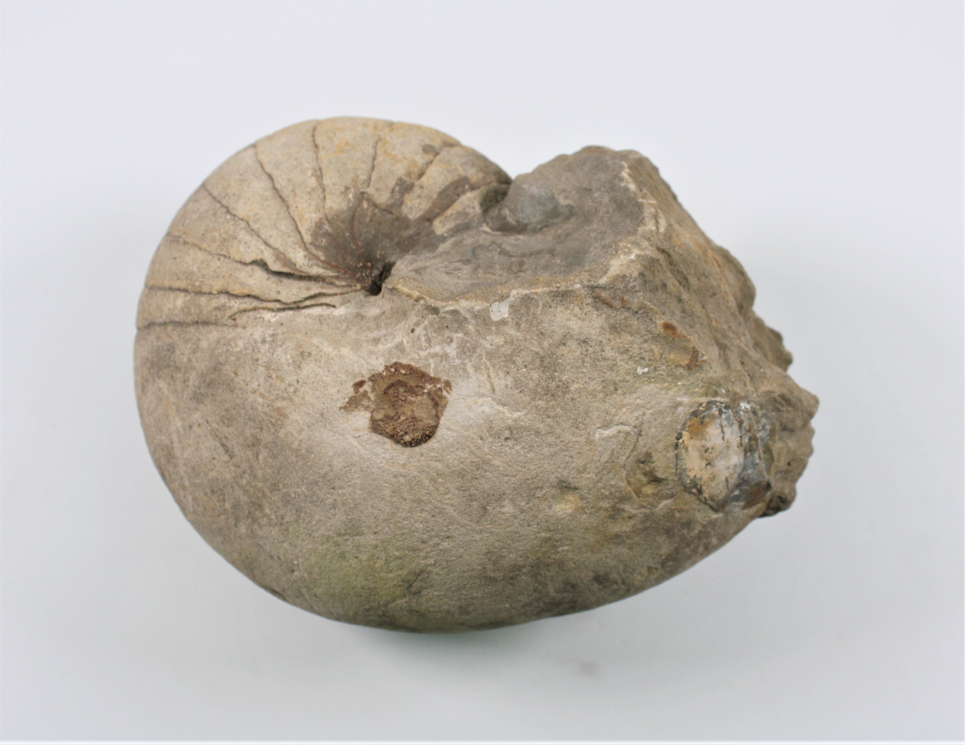 Nautilus (Fossil) (Drilandmuseum CC BY-NC-SA)
