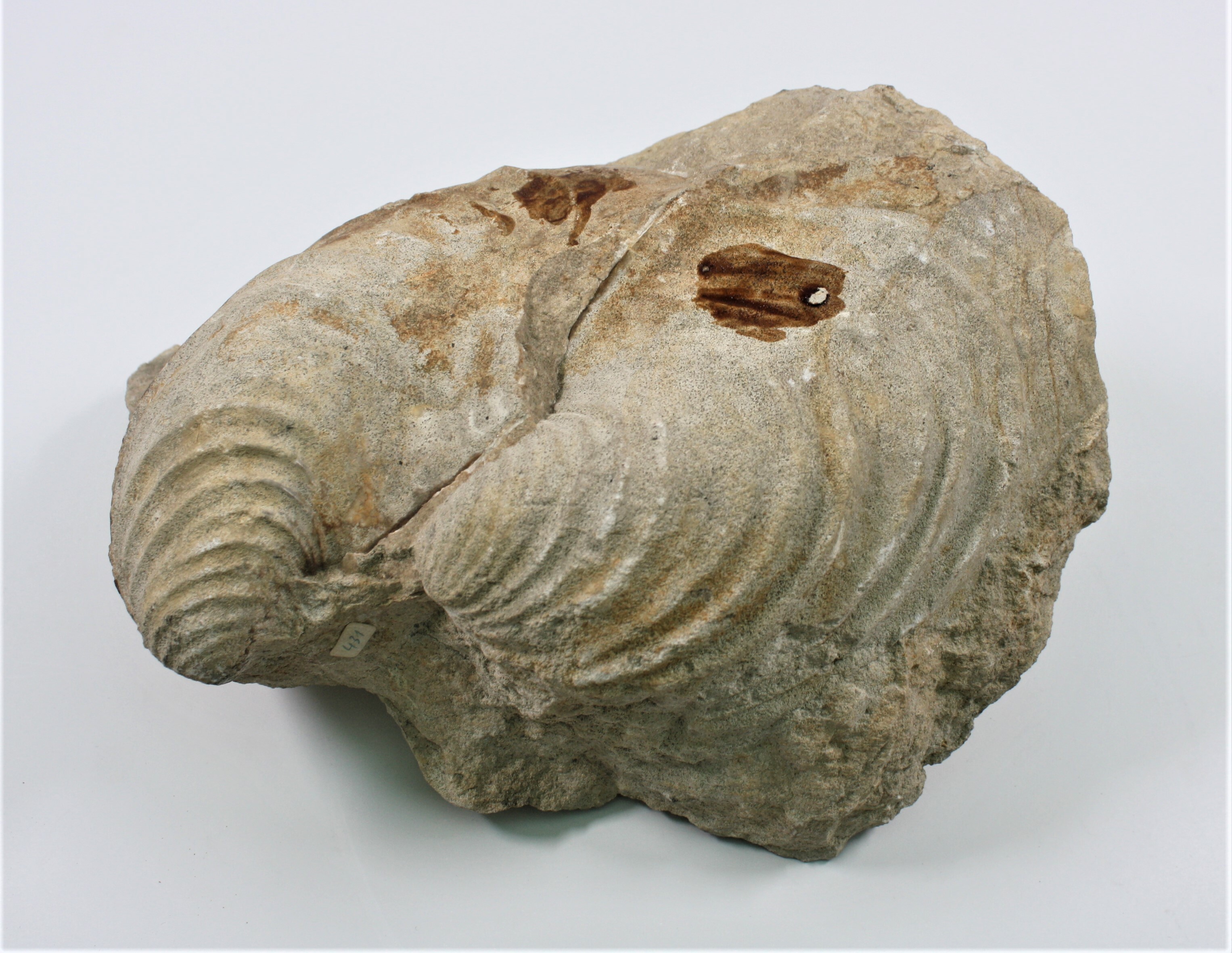 Muschel (Inoceramus sp.) (Drilandmuseum CC BY-NC-SA)