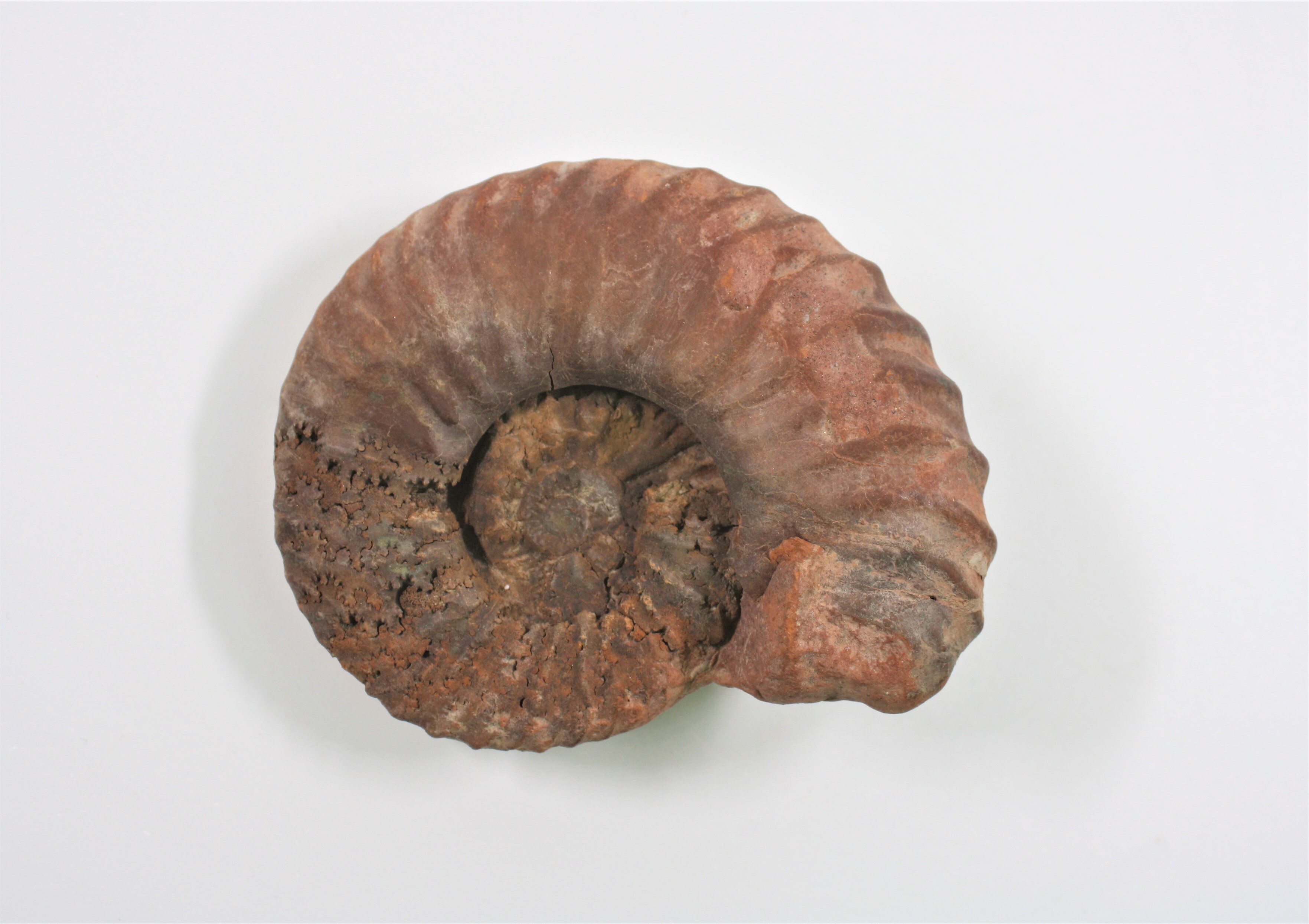 Ammonit (Prodeshayesites bodei) (Drilandmuseum CC BY-NC-SA)