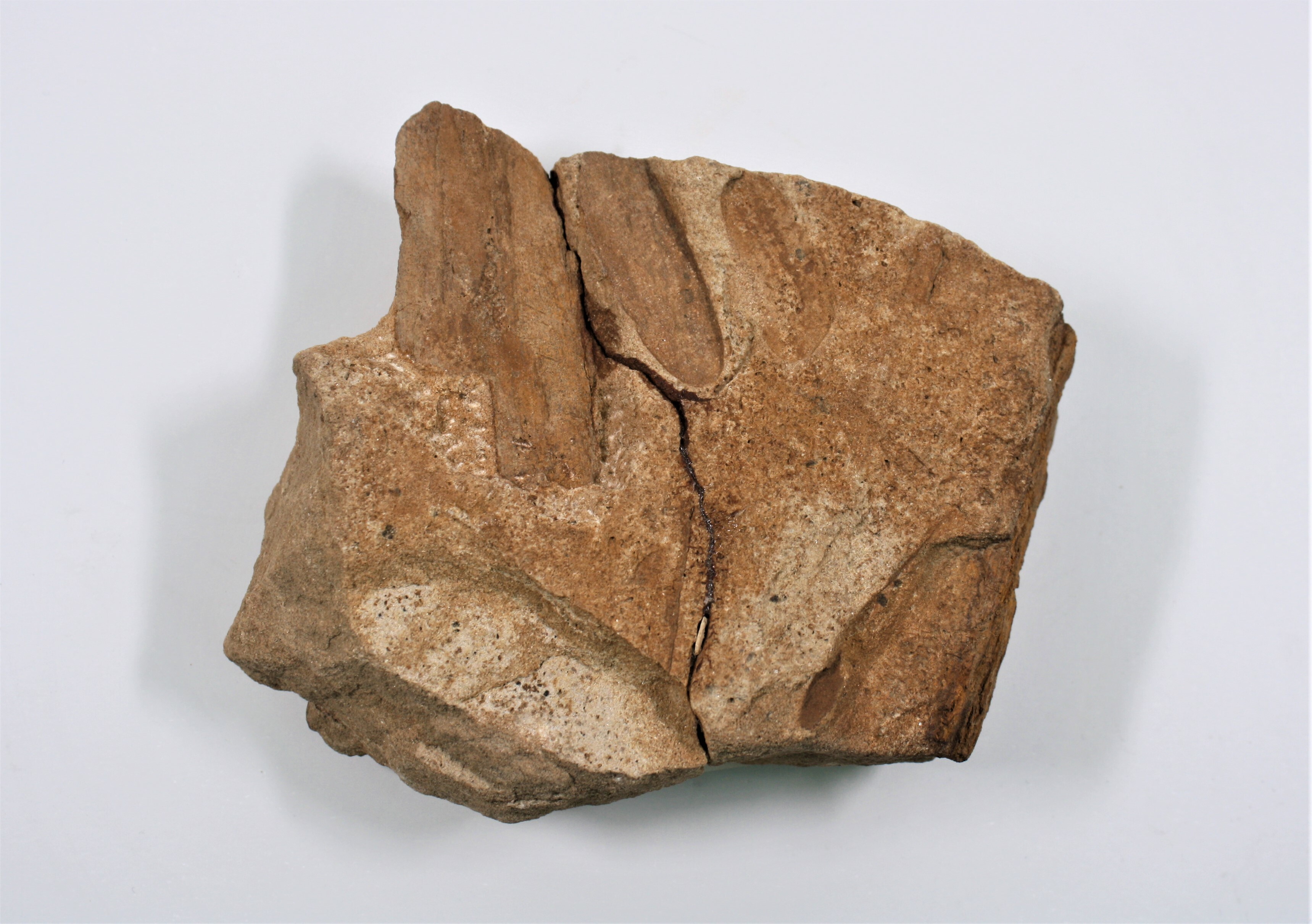 Fliederblättchen von Glossozamites (Drilandmuseum CC BY-NC-SA)