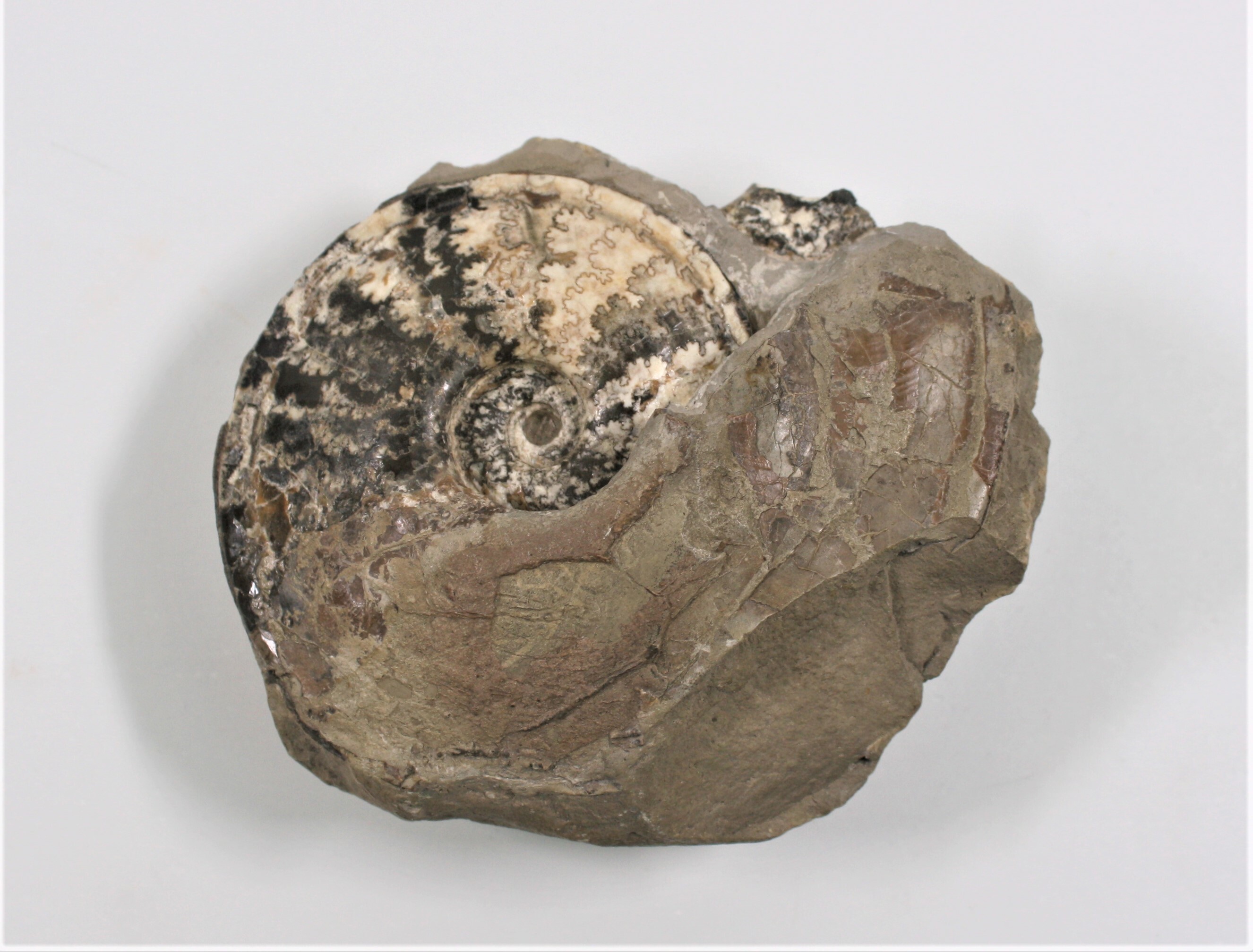 Ammoniten (Platilenticeras latum KOEN) (Drilandmuseum CC BY-NC-SA)