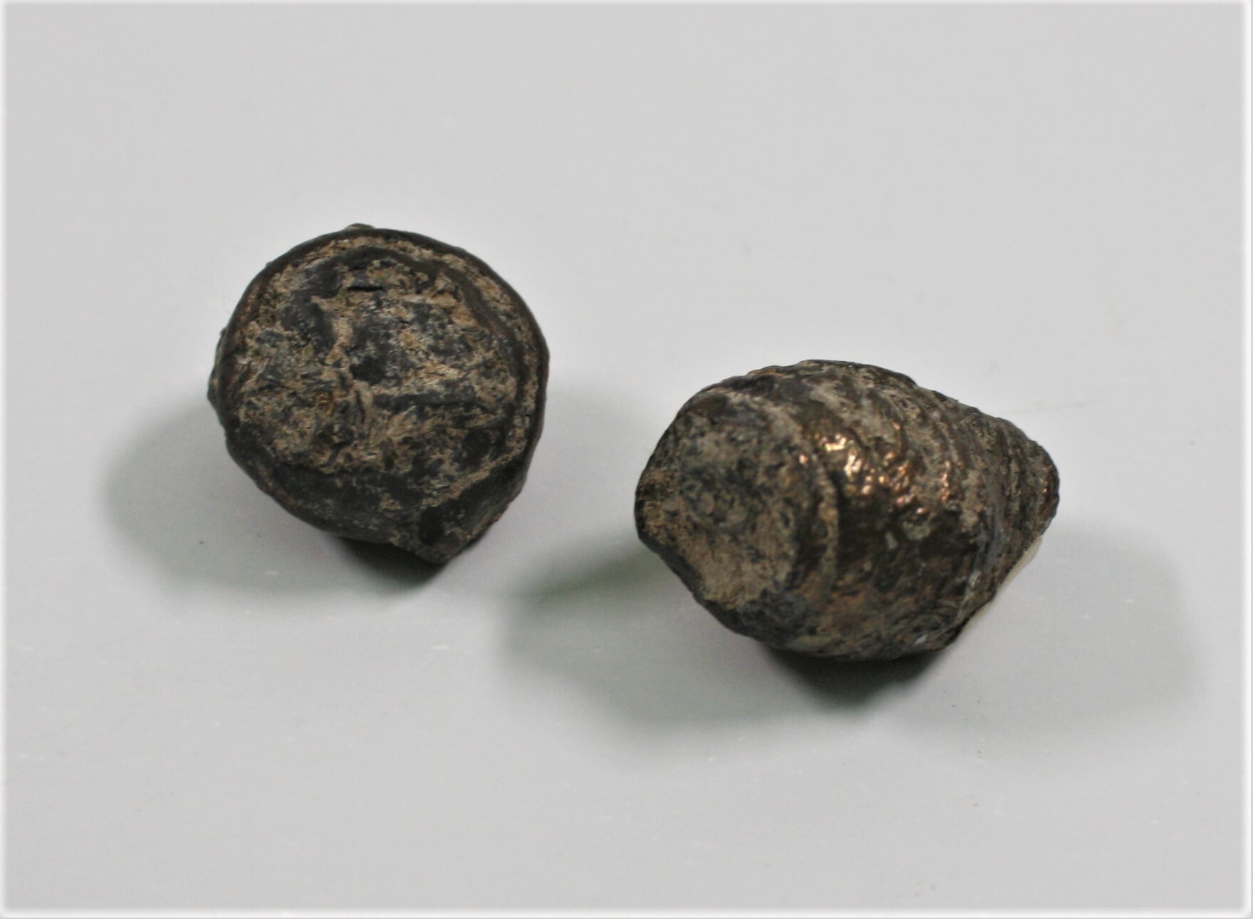 Koprolit (Versteinerter Kot) (Drilandmuseum CC BY-NC-SA)