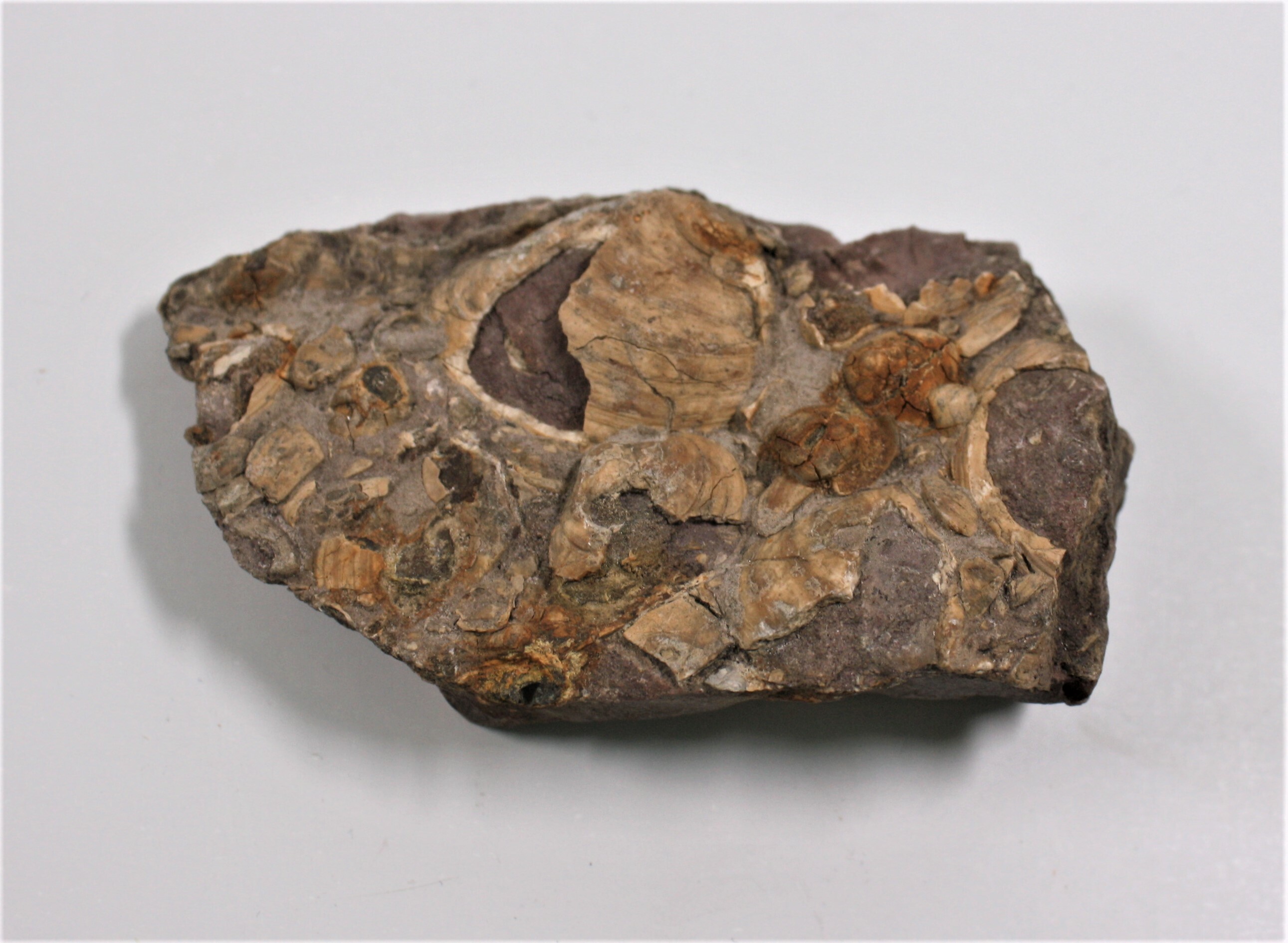 Brackwassermuschel (Neomiodon sp.) (Drilandmuseum CC BY-NC-SA)