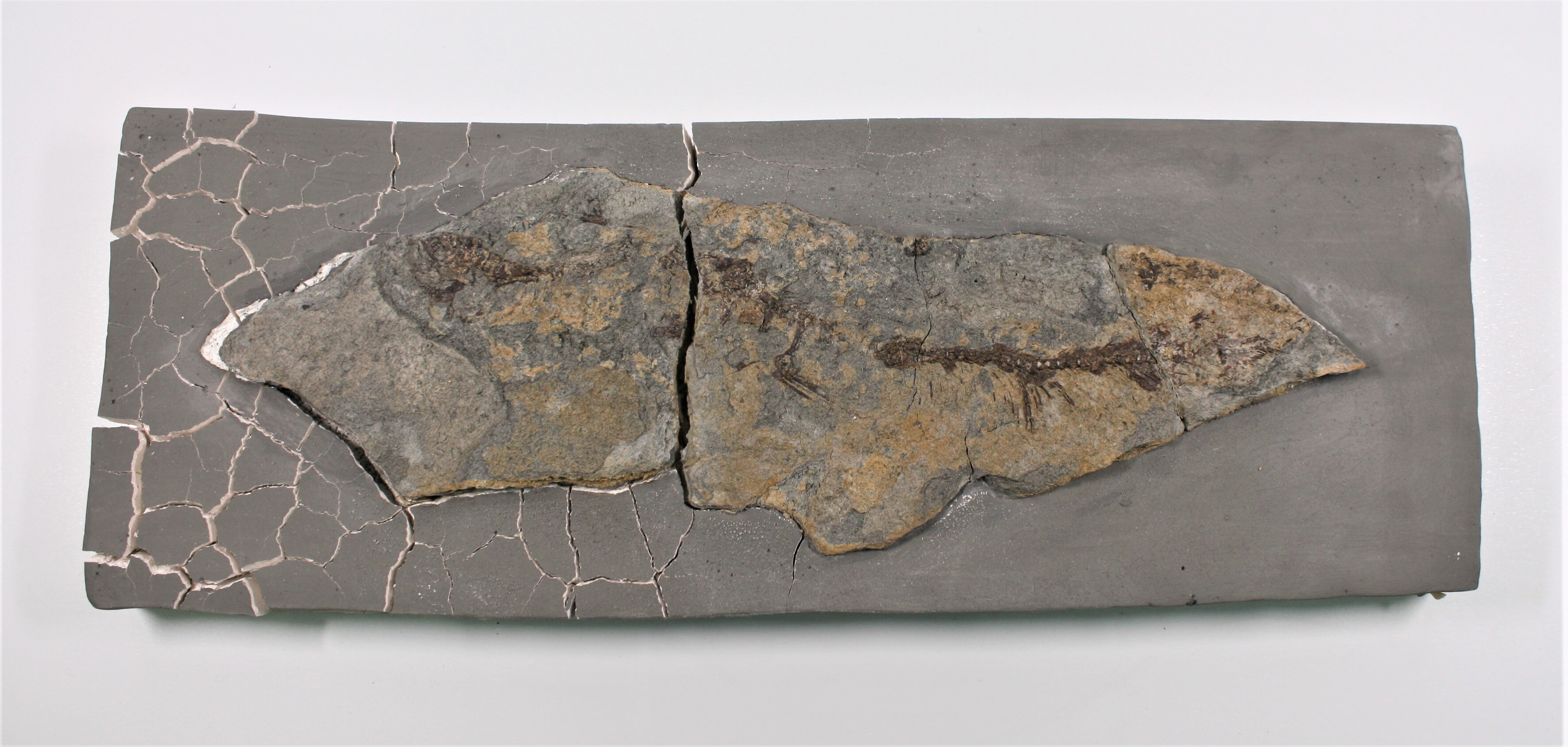 Fisch (Fossil) (Drilandmuseum CC BY-NC-SA)