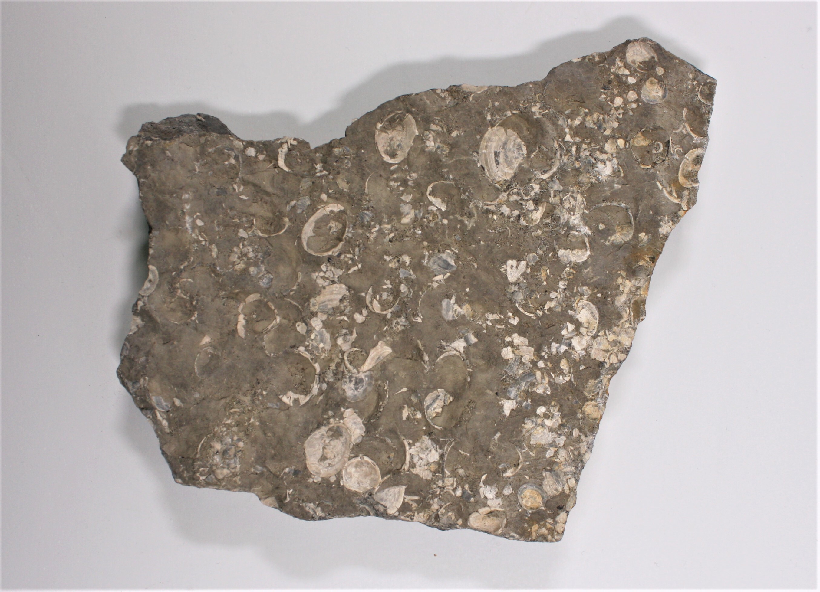 Brack- und Süßwassermuscheln (Neomiodon sp.) (Drilandmuseum CC BY-NC-SA)