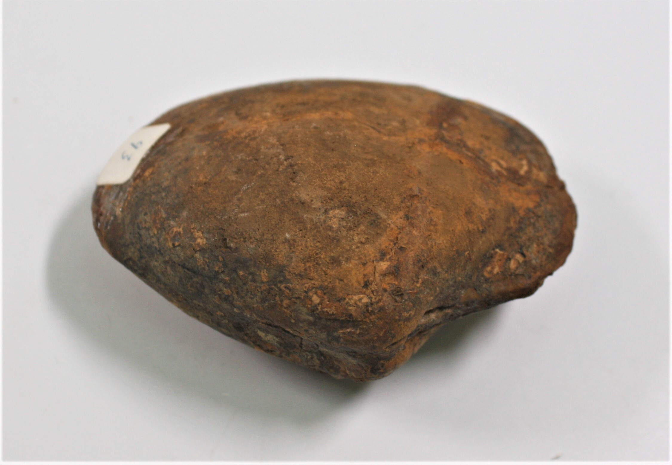 Muschel (Thracia phillpi) (Drilandmuseum CC BY-NC-SA)