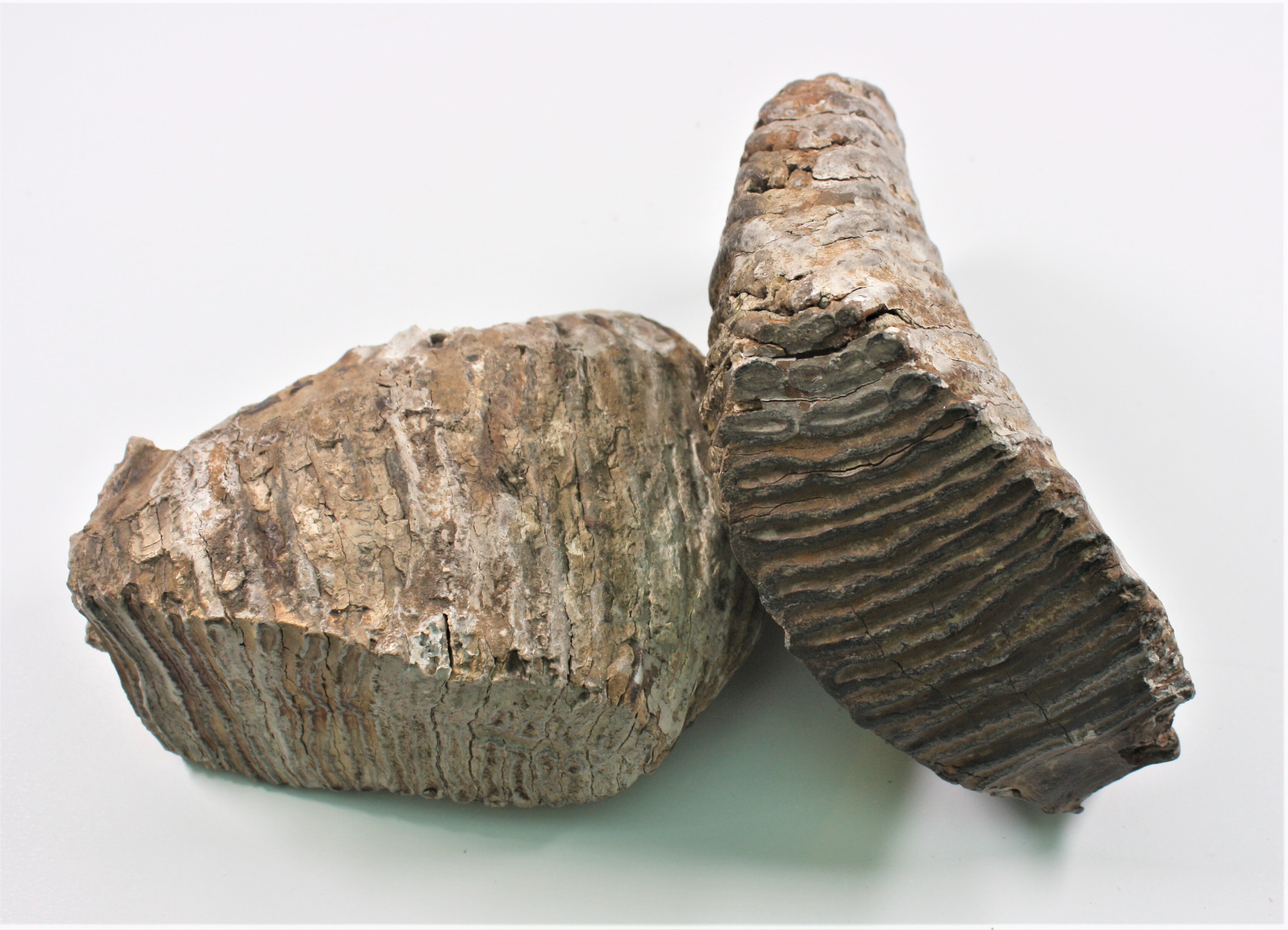 2 Oberkiefer-Backenzähne (Mammuthus primigenius)) (Drilandmuseum CC BY-NC-SA)