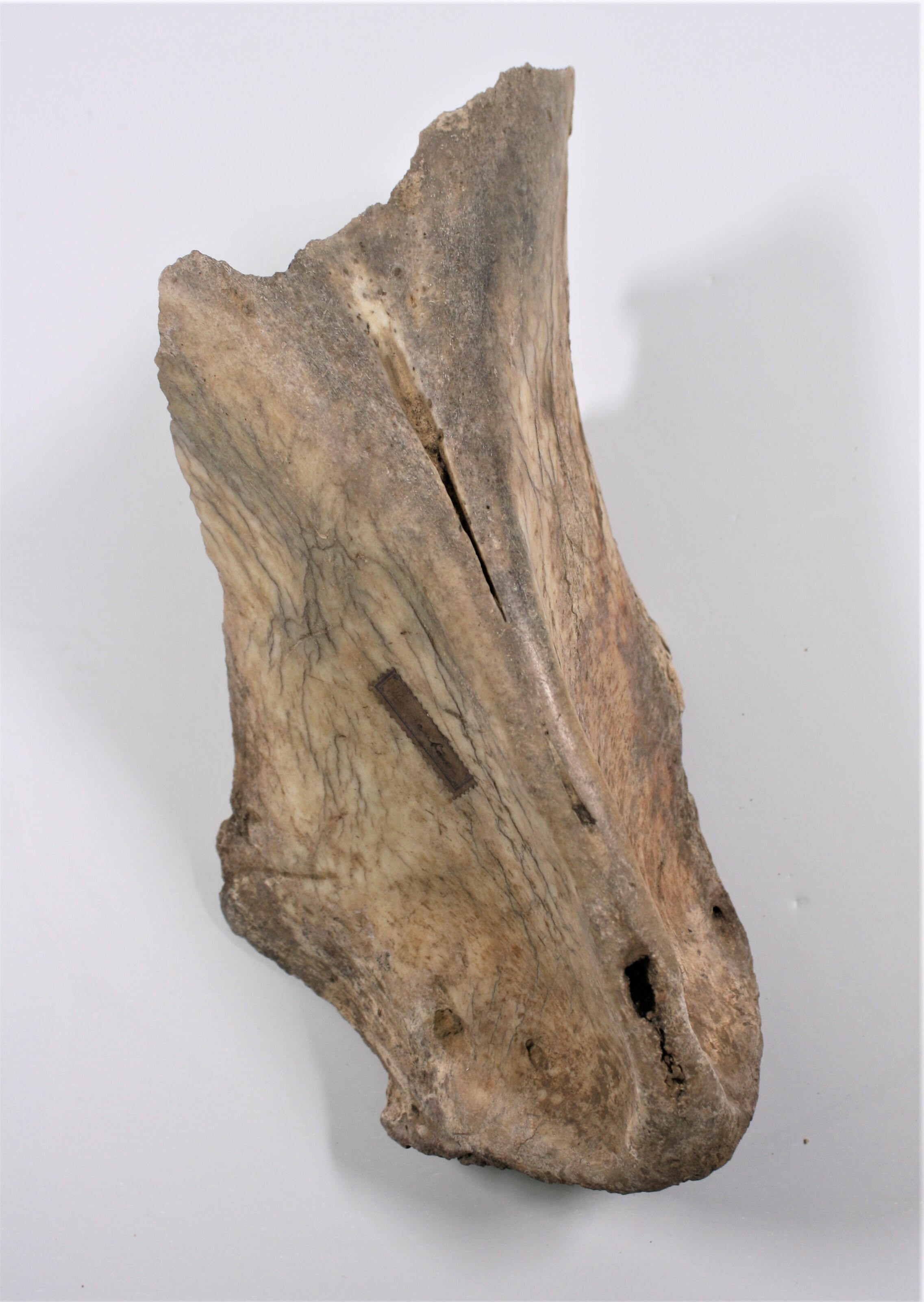 Schädelfragment Höhlenbär (Ursus spelaeus) (Drilandmuseum CC BY-NC-SA)